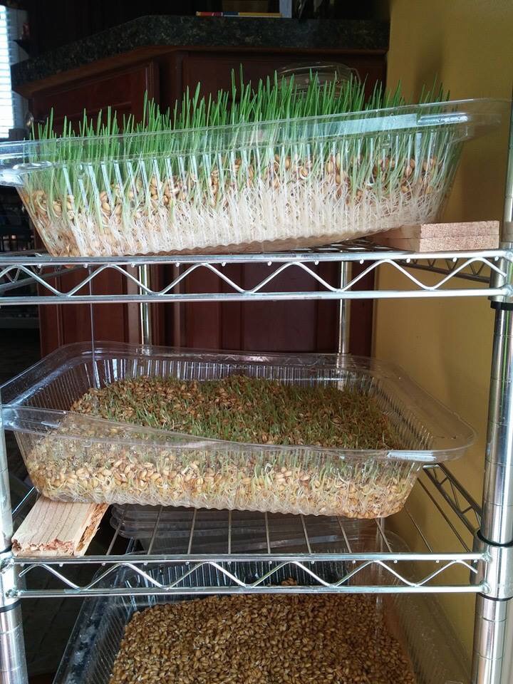 growing oats and barley for the chickens and bunnies.