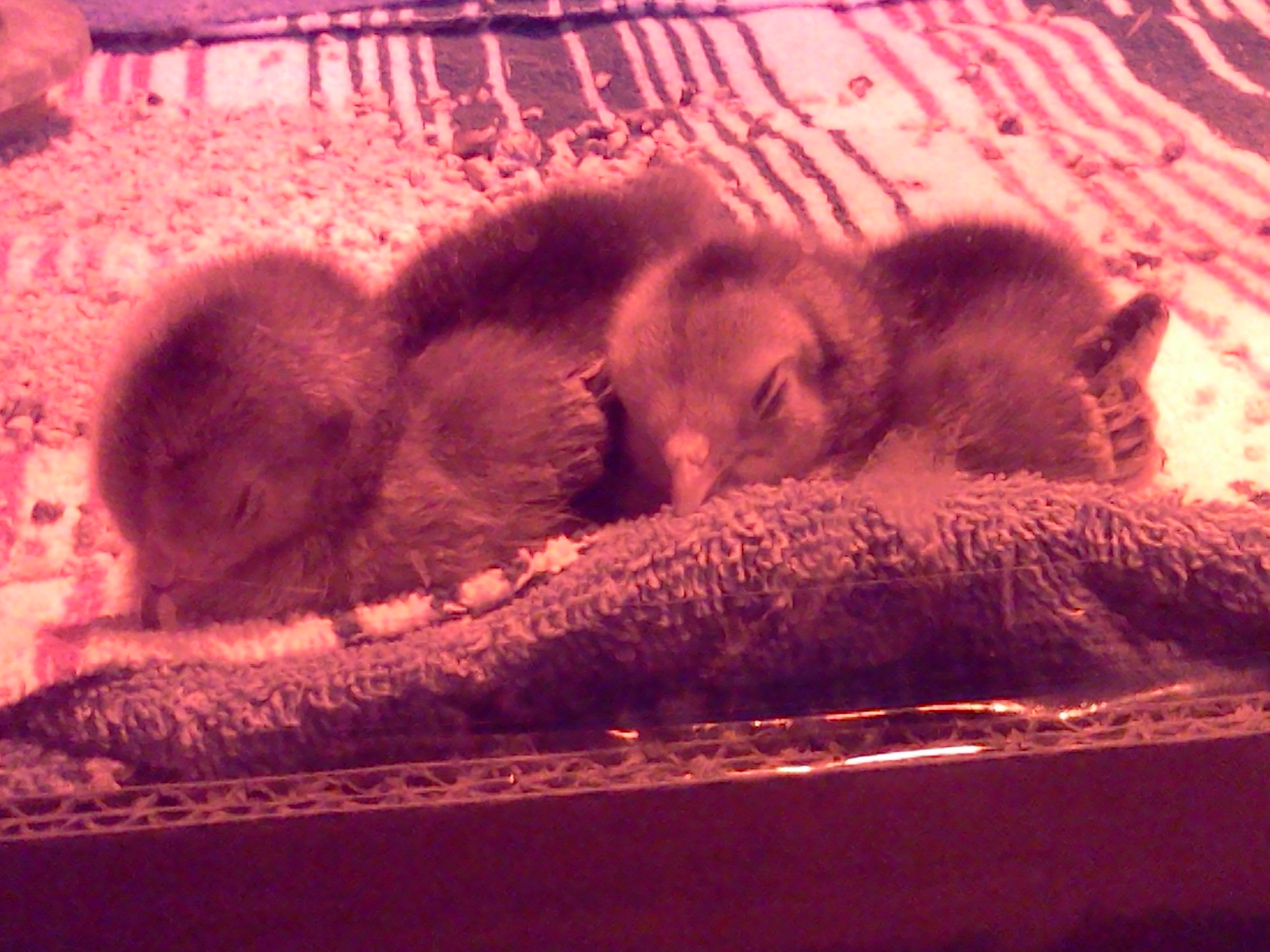 Growing up sure is tiring!  
Buff Brahma Bantams, one week old.