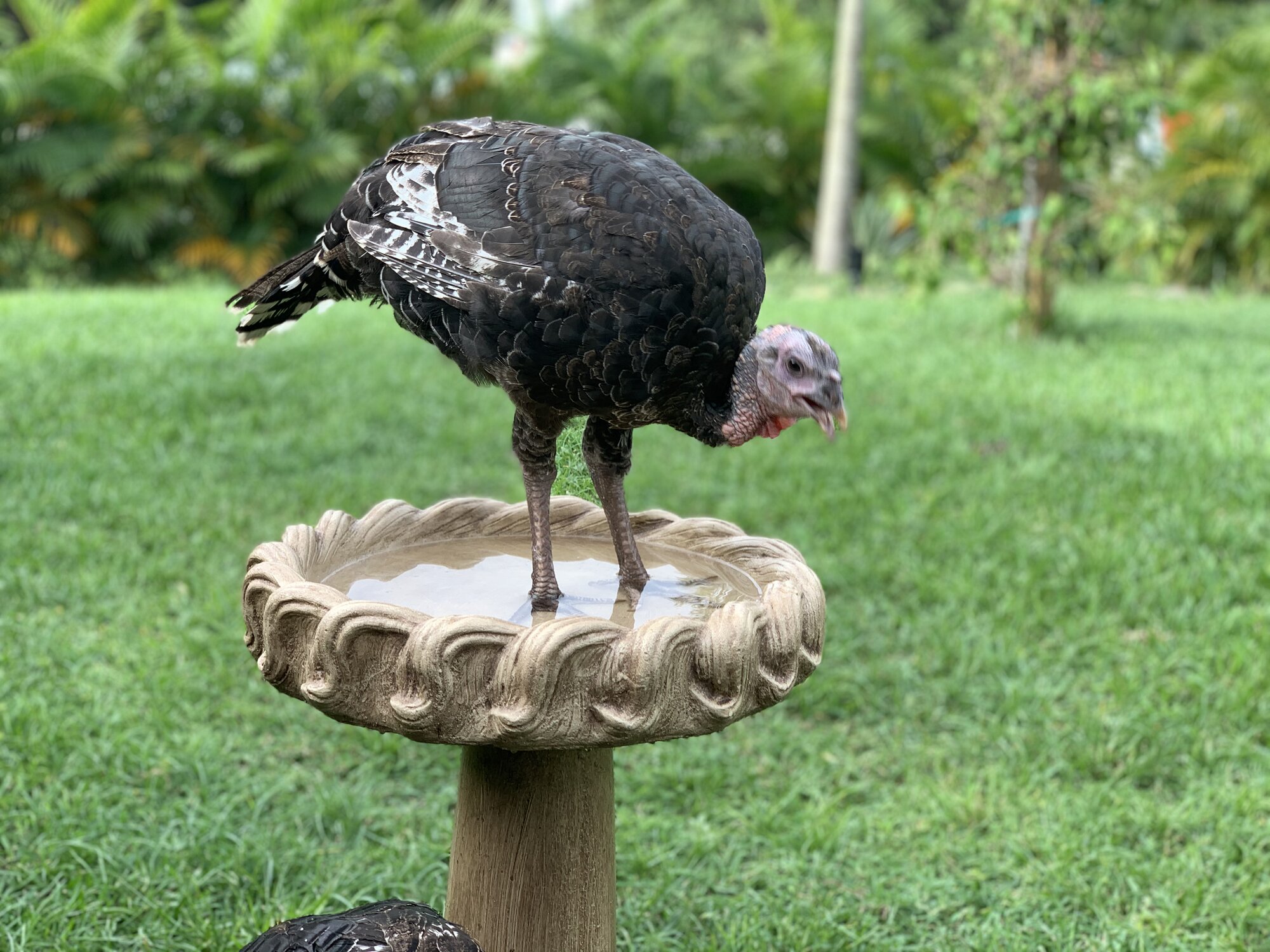 Grr!! My birdbath