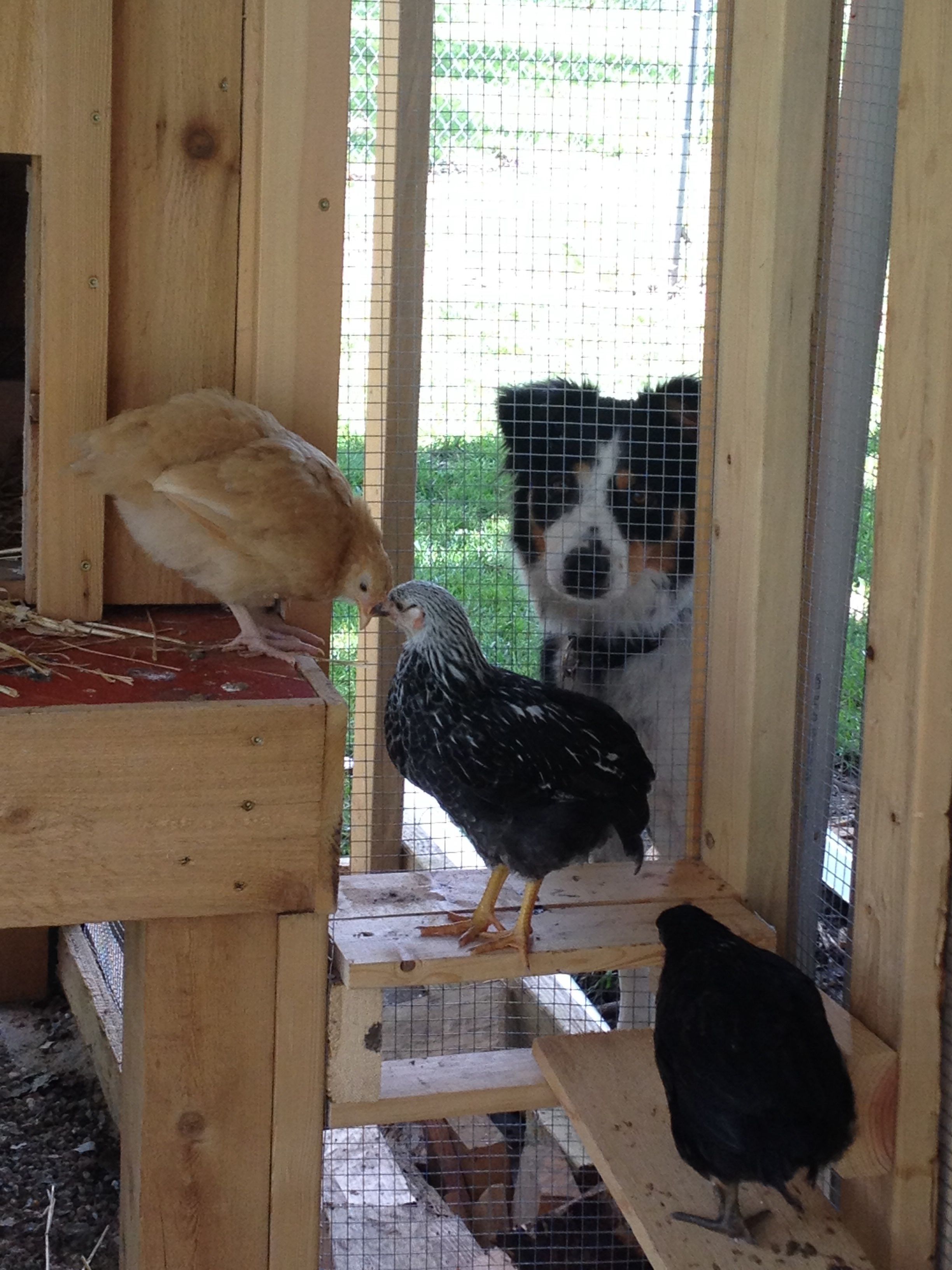 Guard Dog Izzy watching Buck Cluck, Chicken Little and Jane Snow