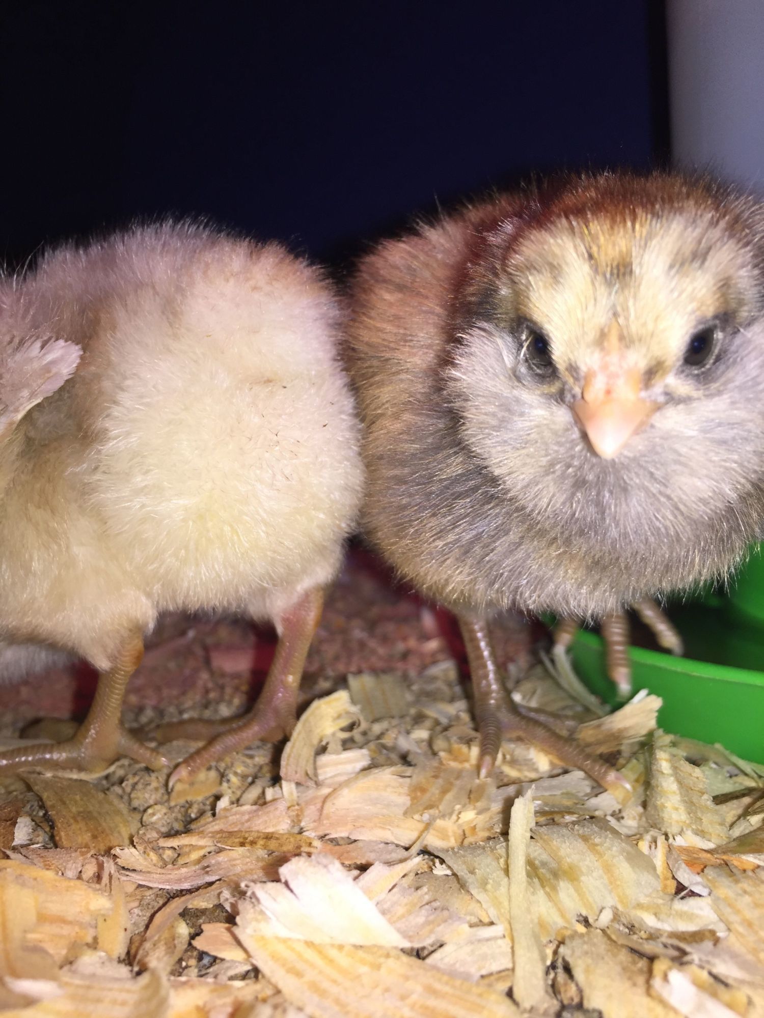 "Guess what?... Chick butt."