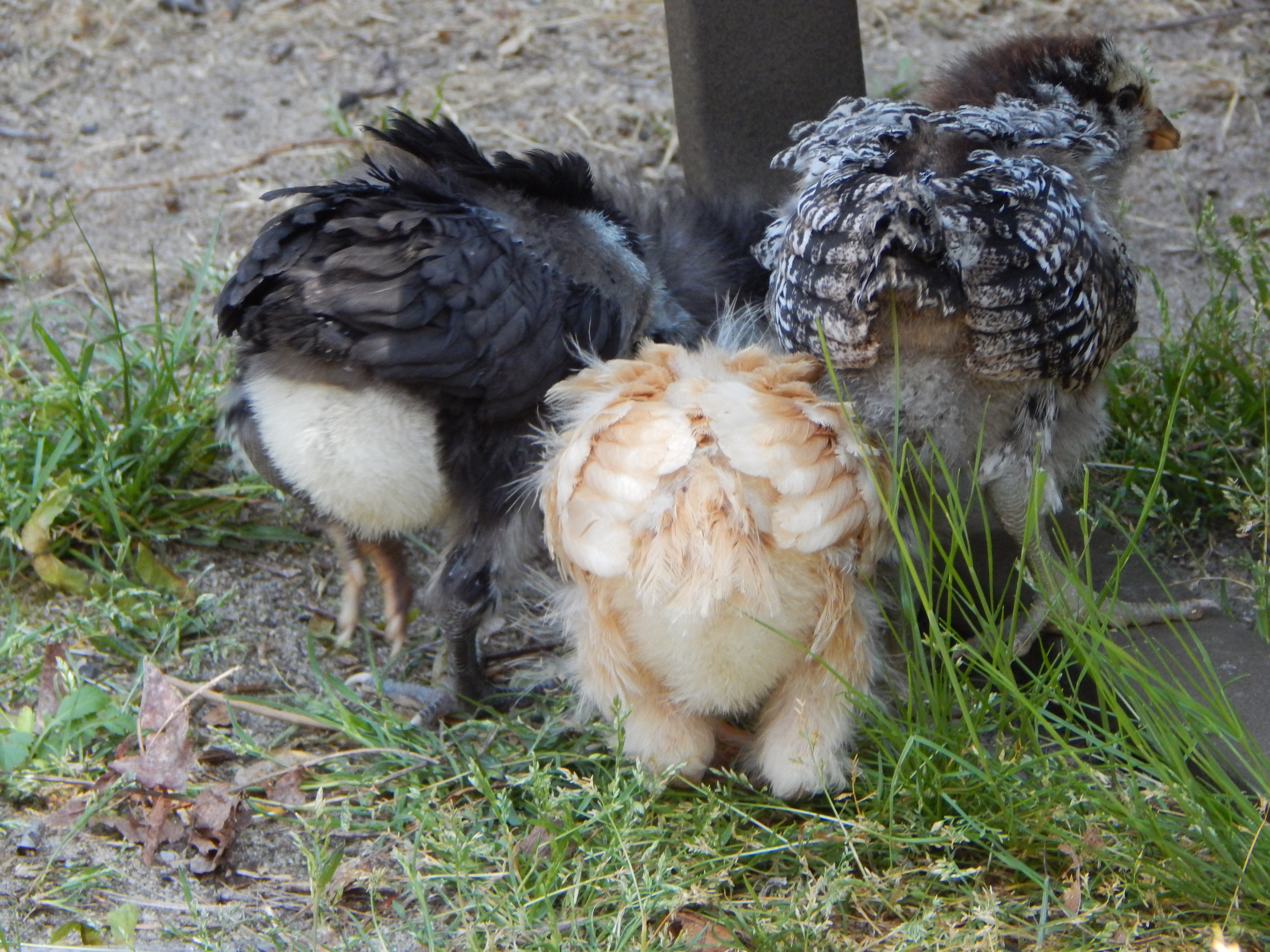 Guess what?? Chicken Butt!!!!