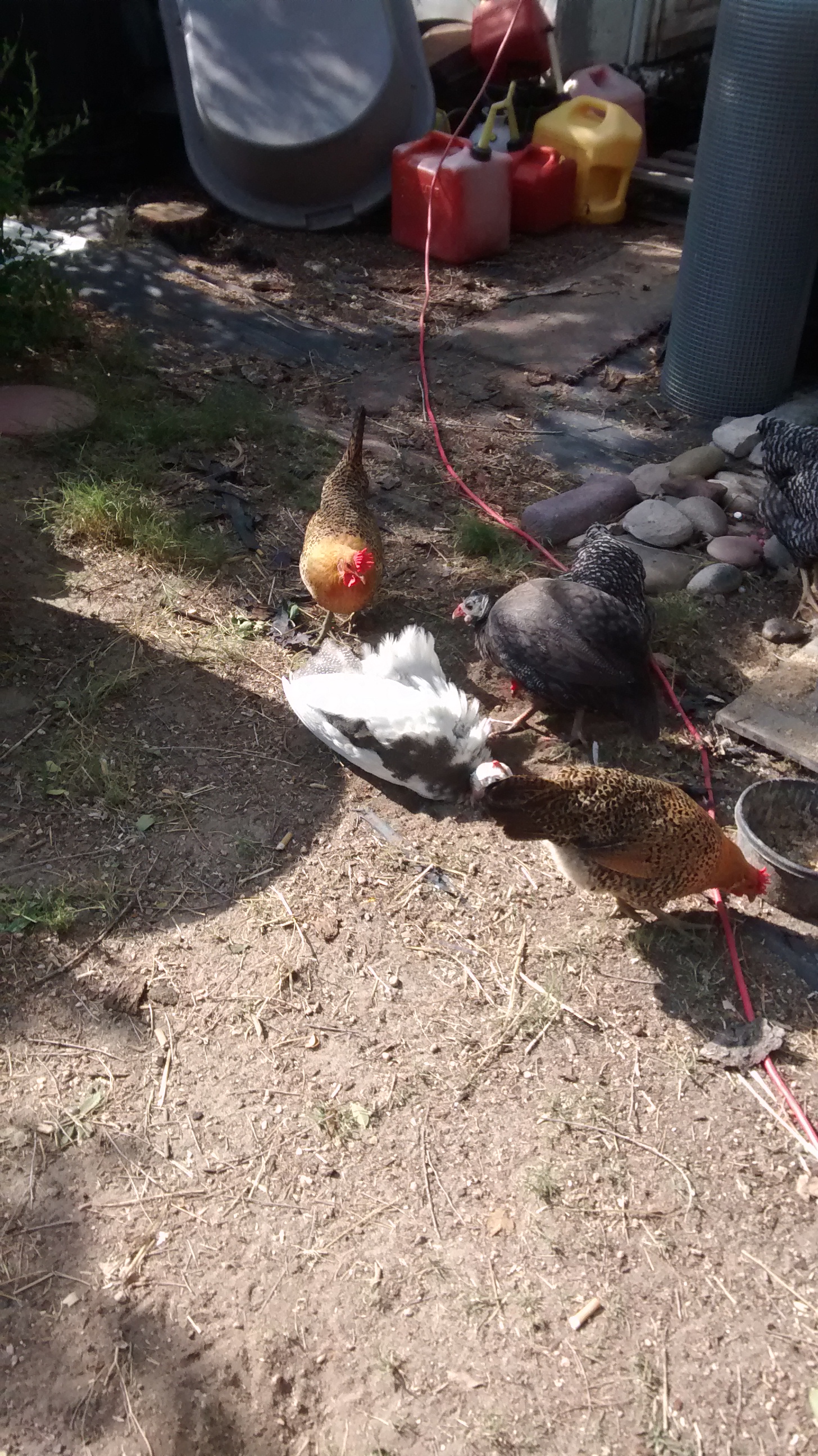 Guinea and a Buttercup dust bathing