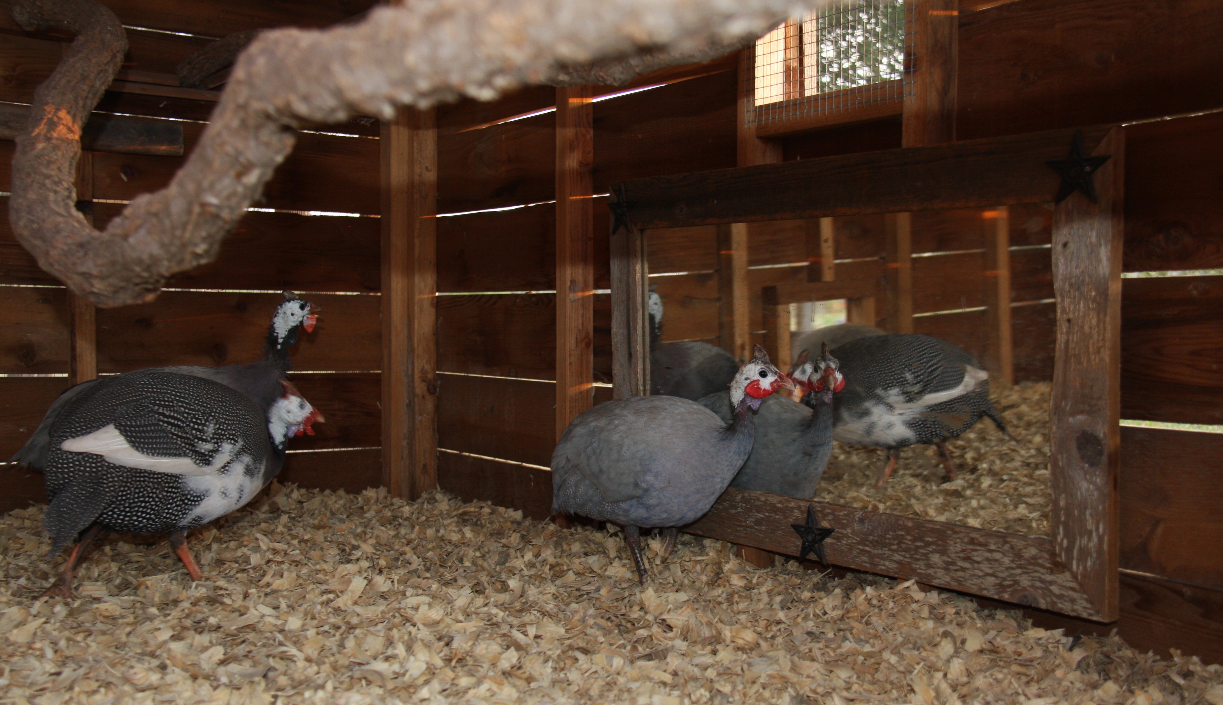 Guinea boudoir