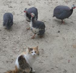 Guinea boys with Dora the cat.