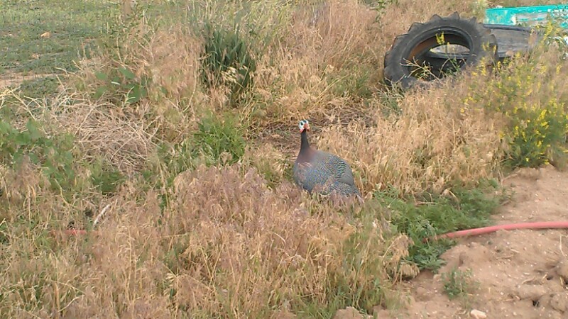 Guinea caught eating veggie garden.