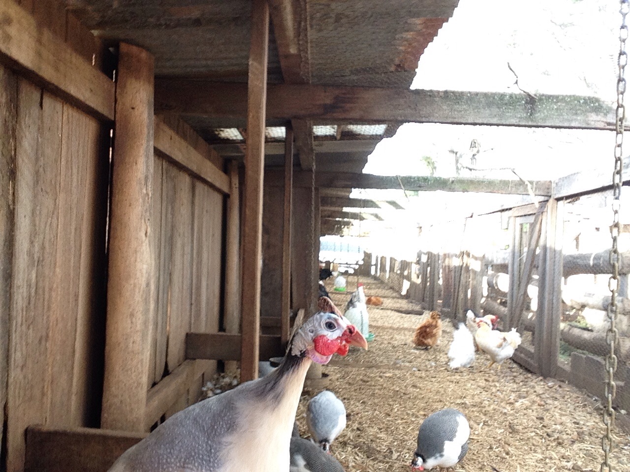 Guinea fowl and chickens (I don't own these unfortunately, but take a look at the reverse pied)