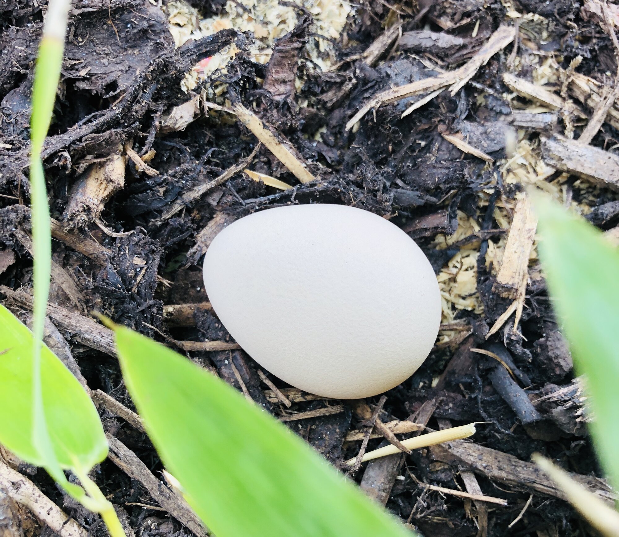 Guinea Fowl egg