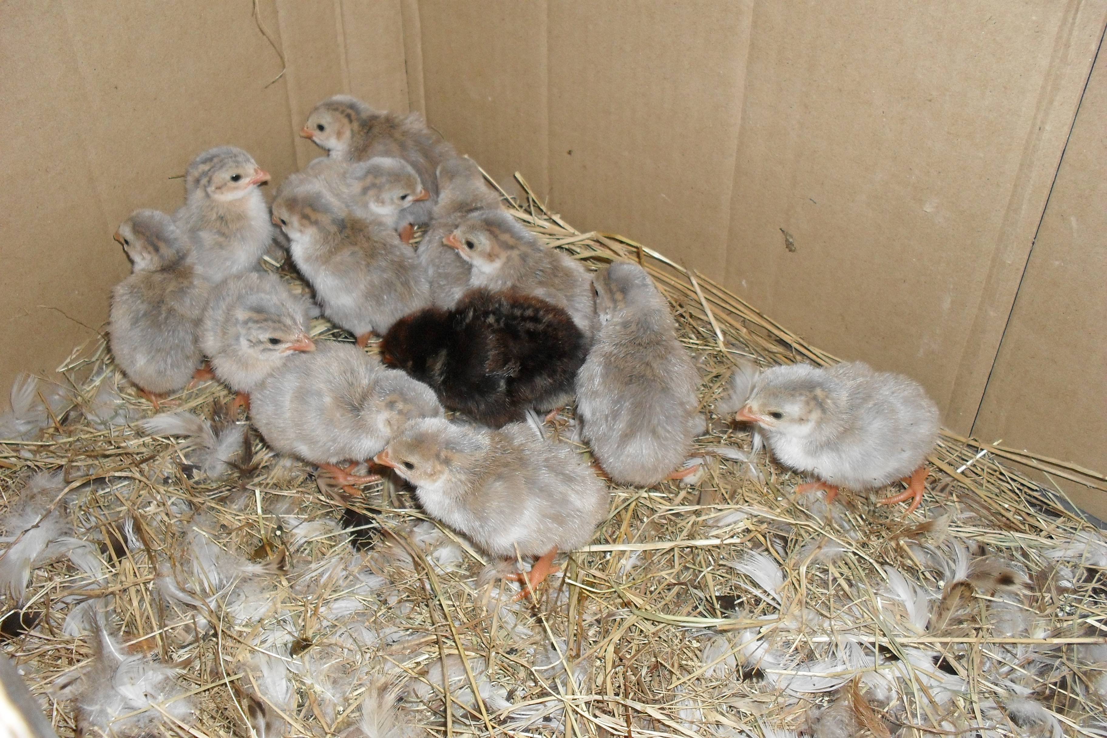 Guinea Fowl Keets & 1 Golden Spangled Hamburg chick
