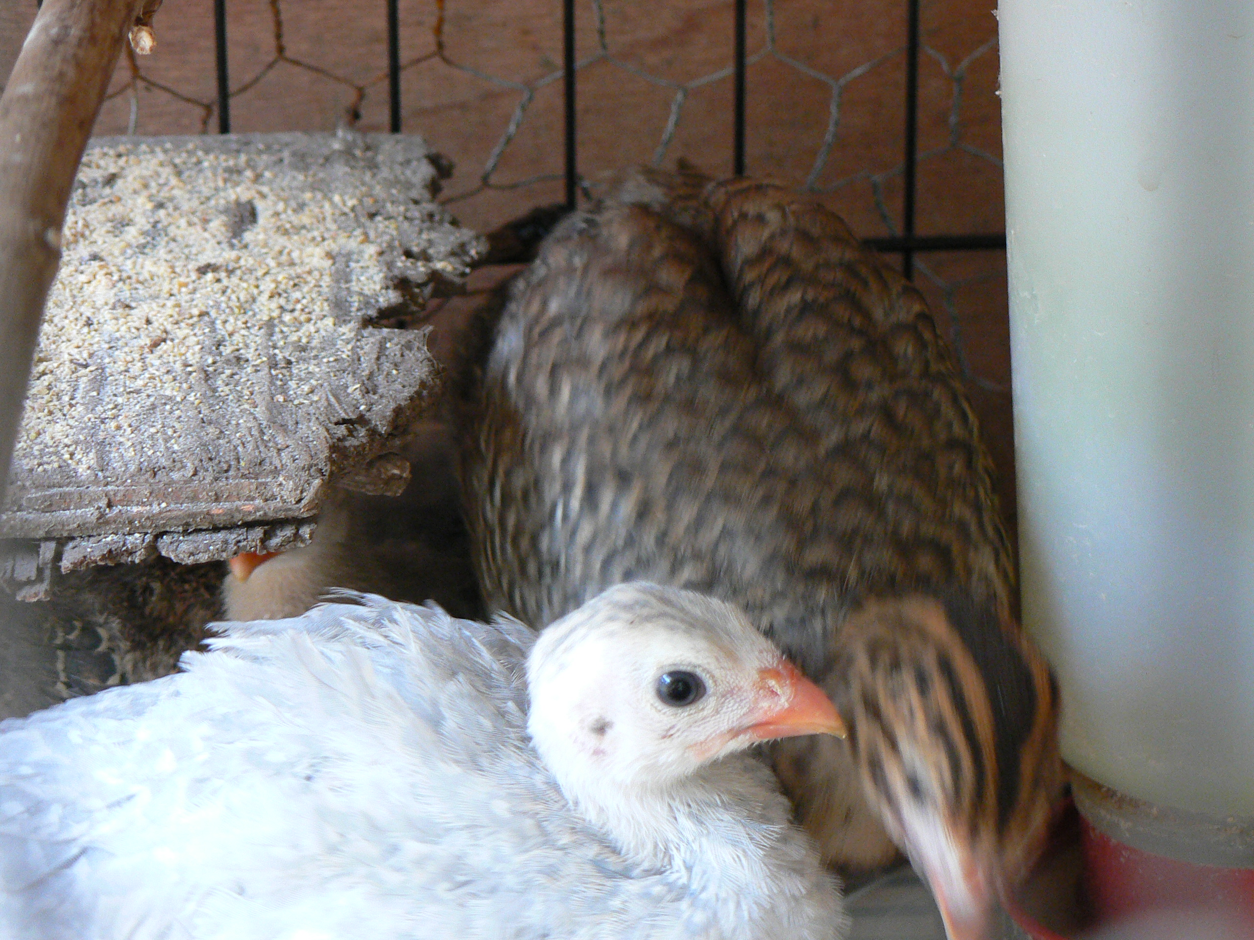 Guinea fowl