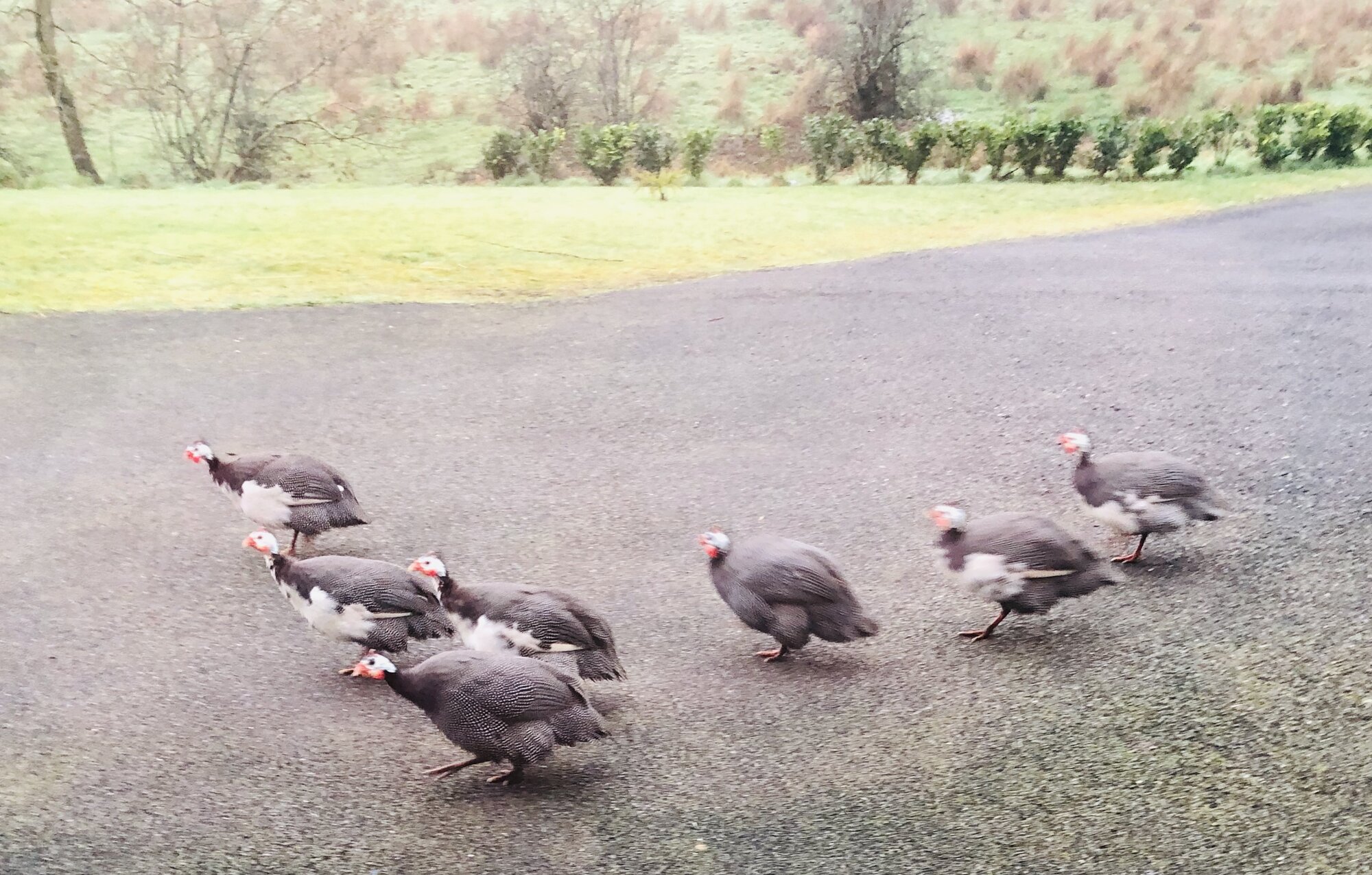 Guinea Fowl