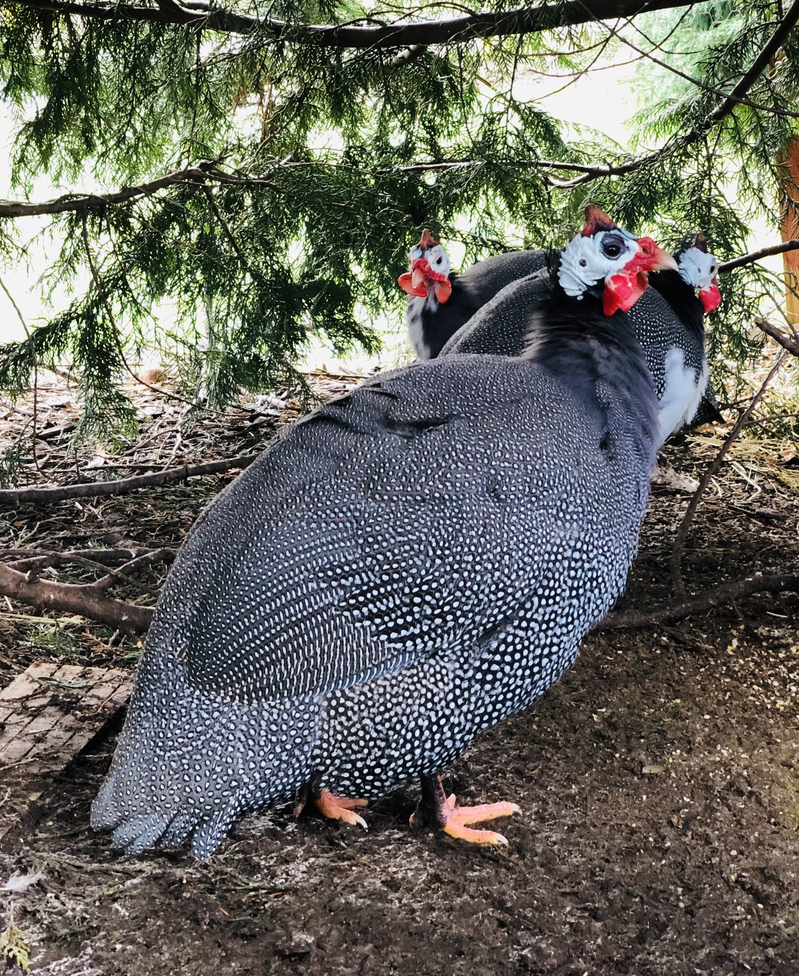 Guinea Fowl