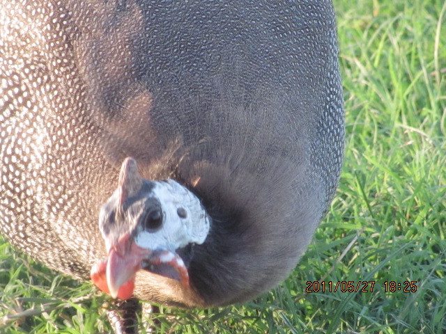 Guinea hen