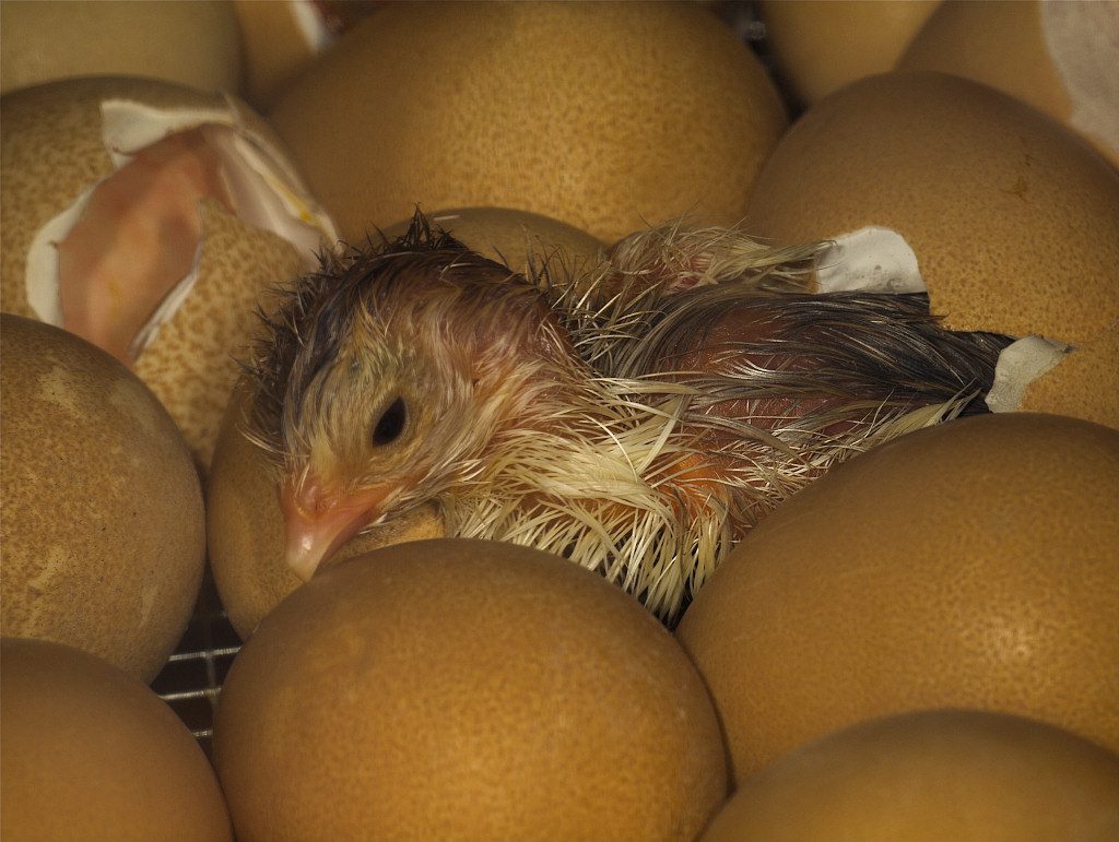 Guinea keet