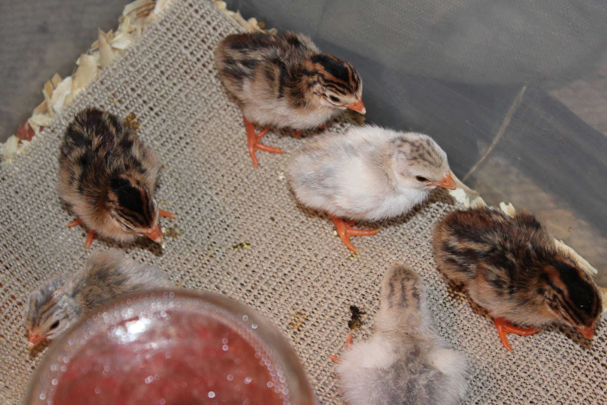 Guinea keets dob: 3/1-3/3/12
3 Royal purples 1 Lavender 2 Coral Blue