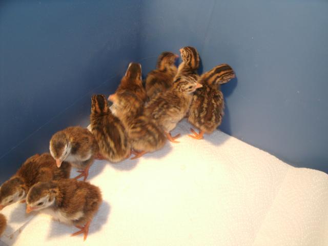 Guinea keets hatched 2011