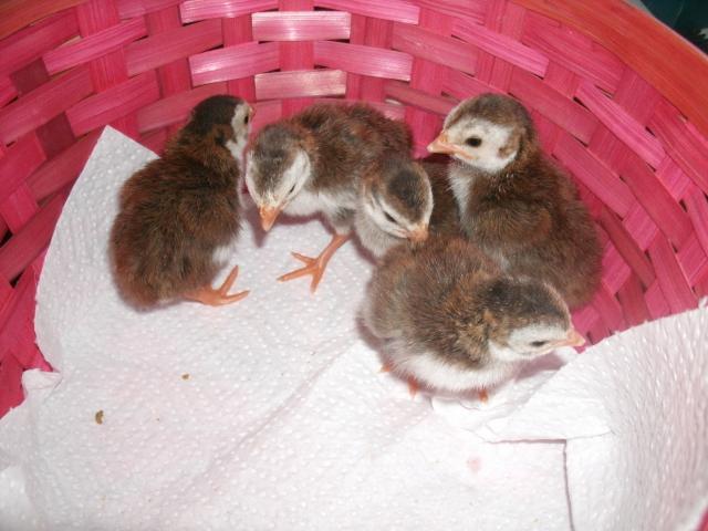 Guinea keets hatched 2011