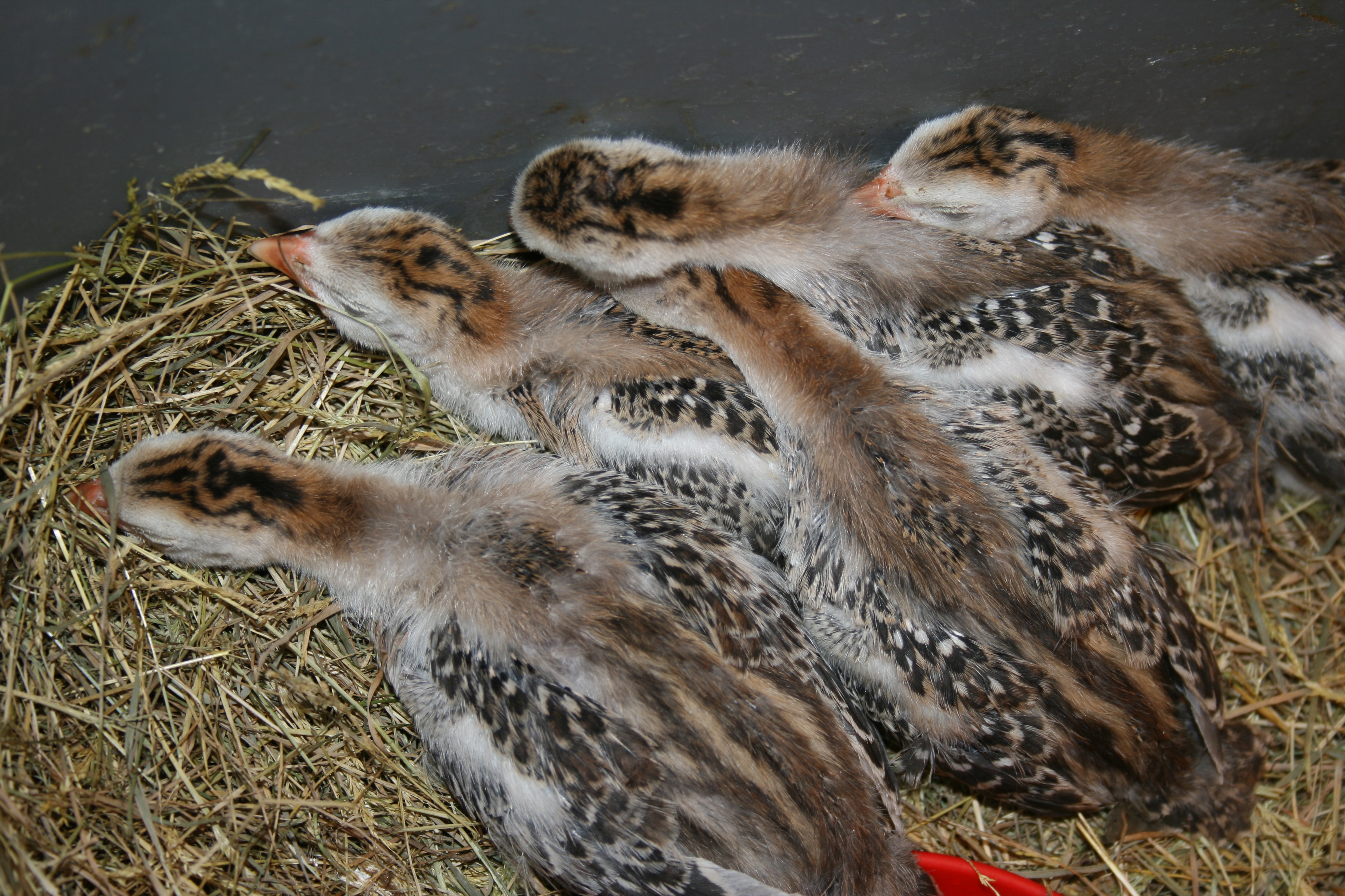 Guinea Keets - Sleeping in a Pile