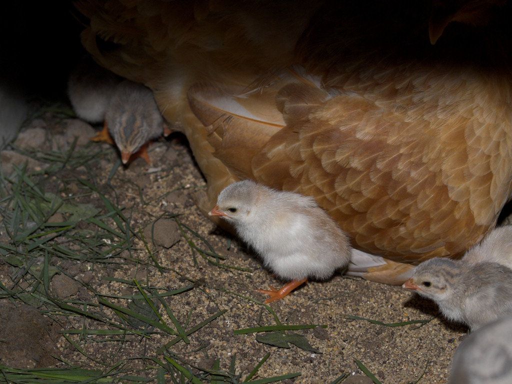 Guinea keets