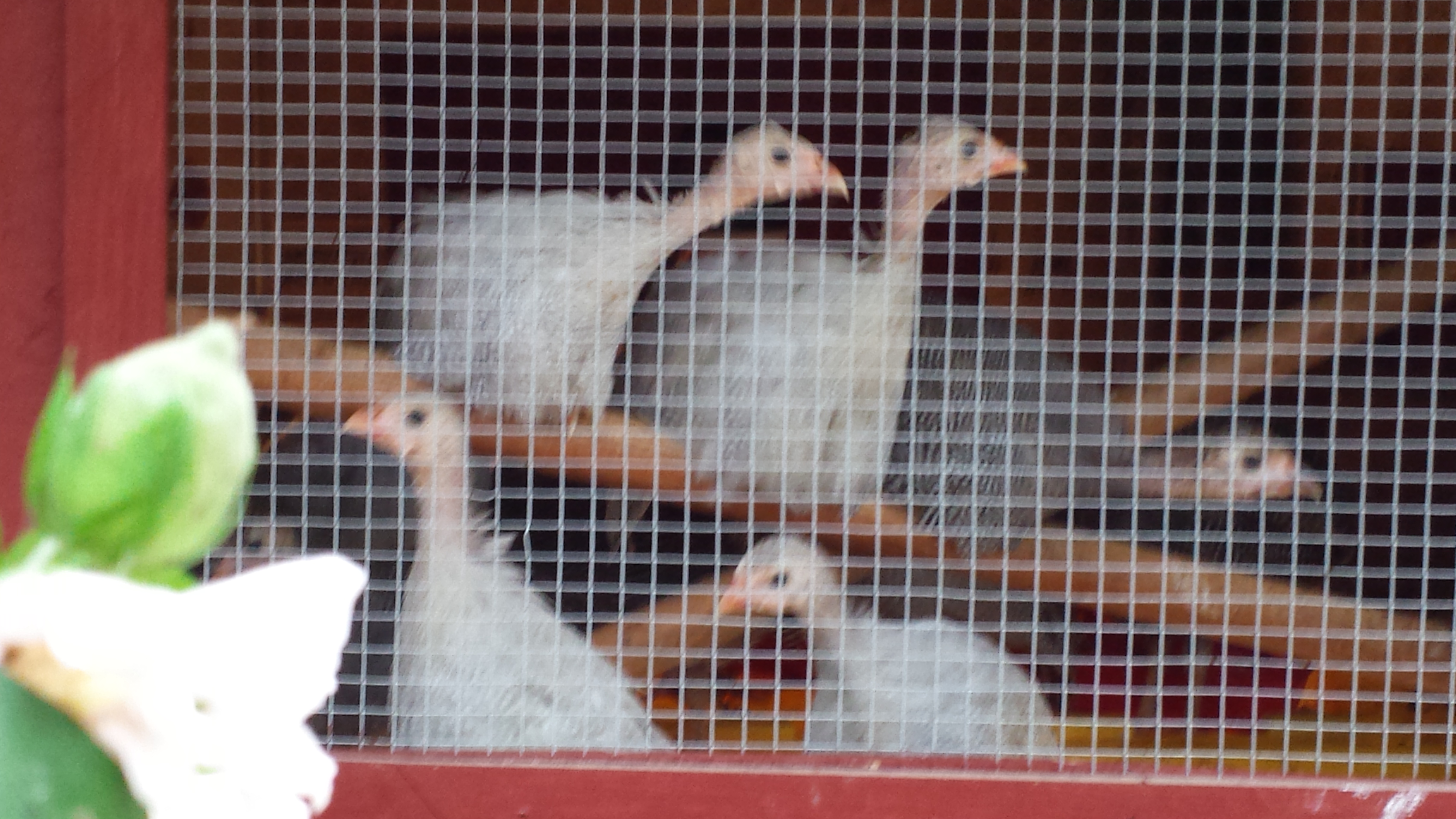 Guinea Keets