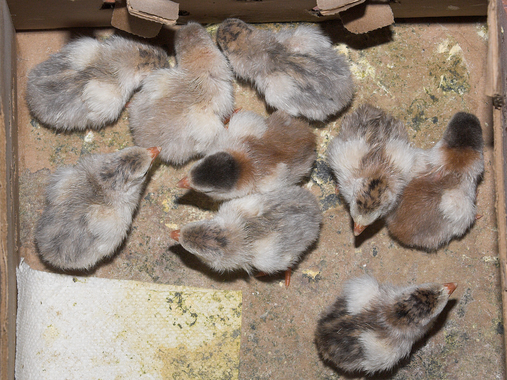 Guinea keets