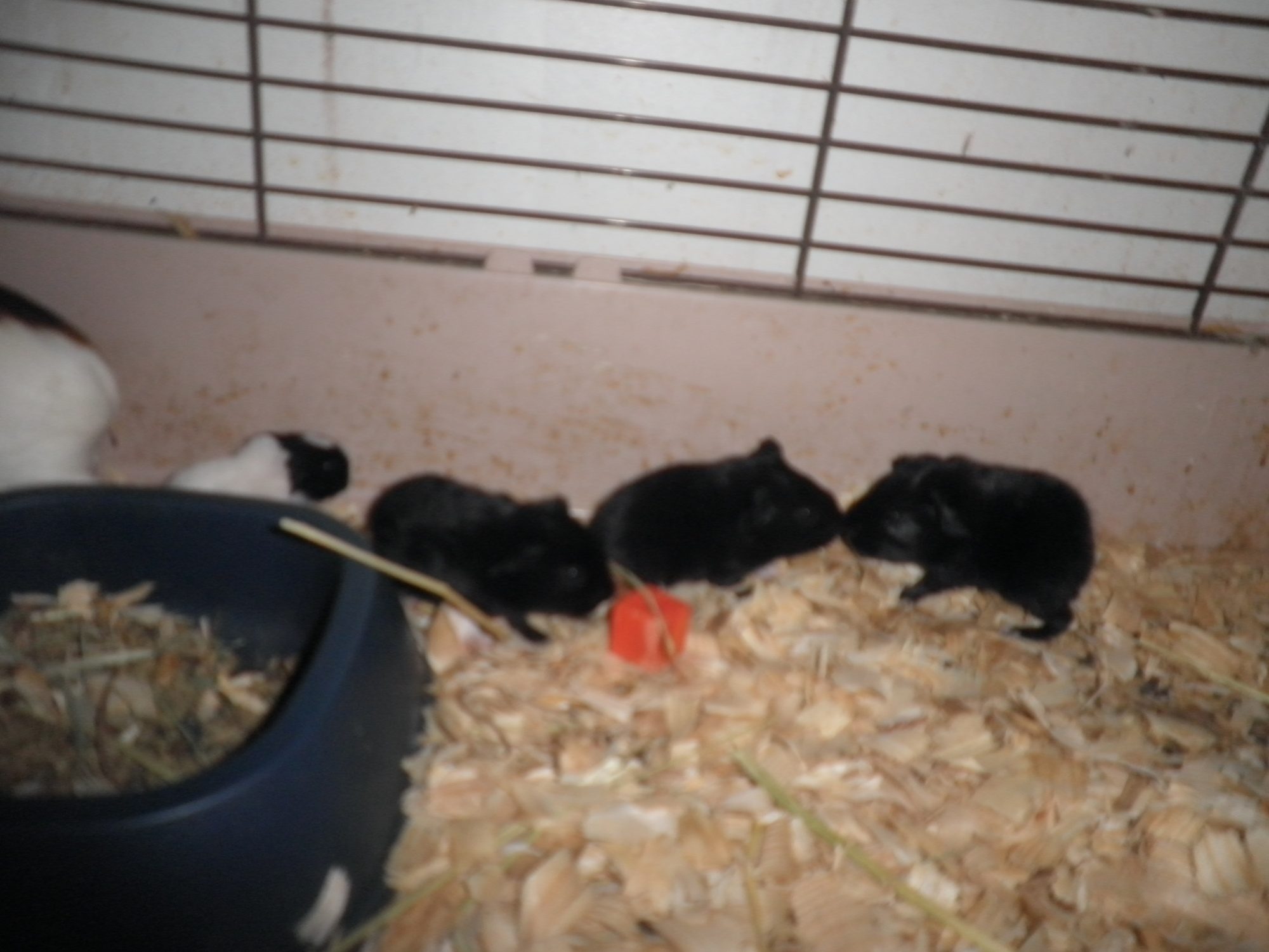 Guinea pig babies