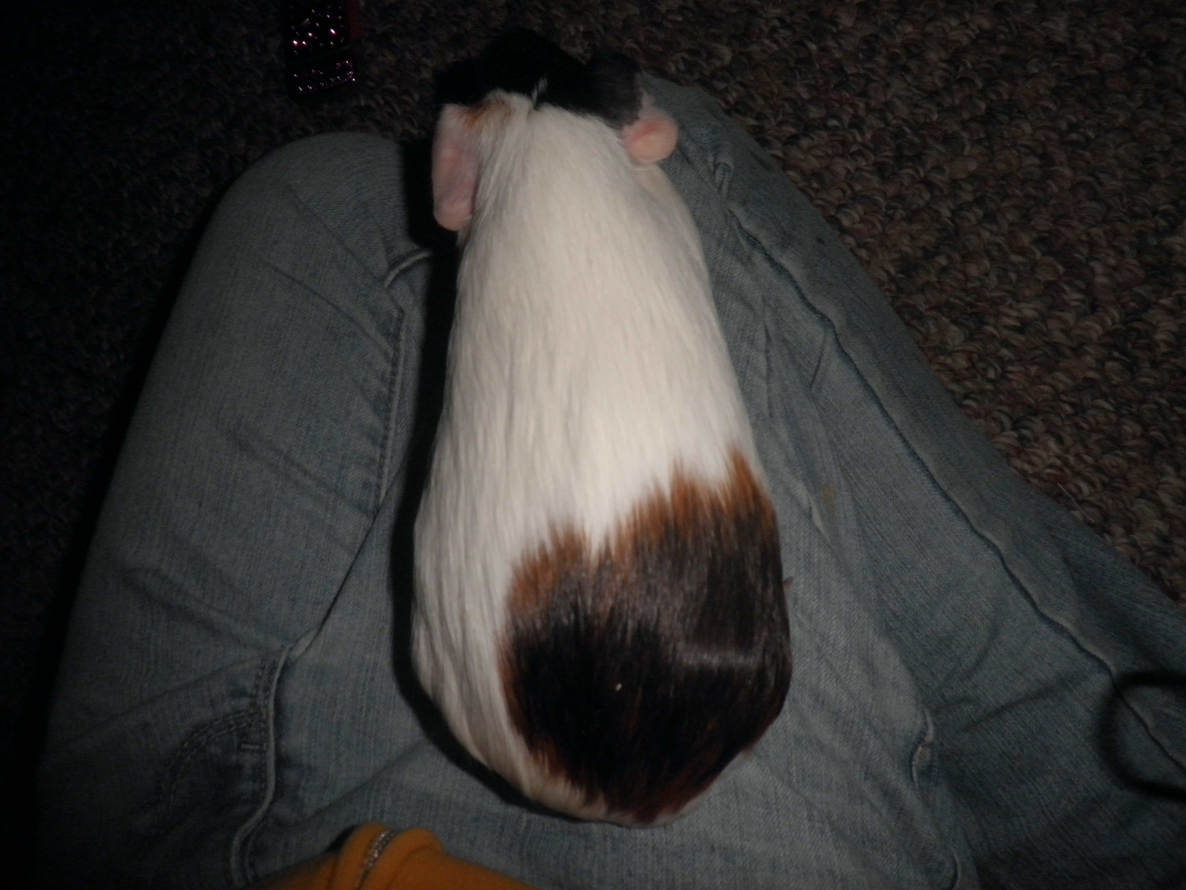 Guinea pig