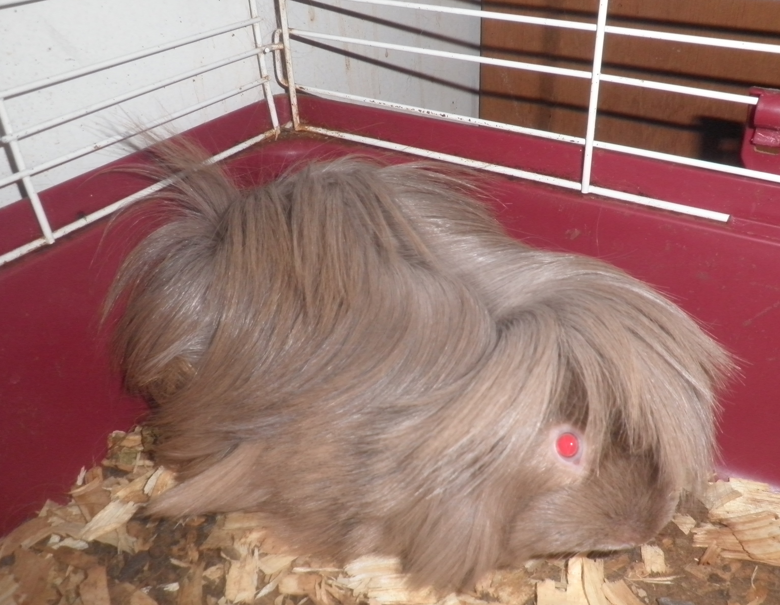 Guinea pig