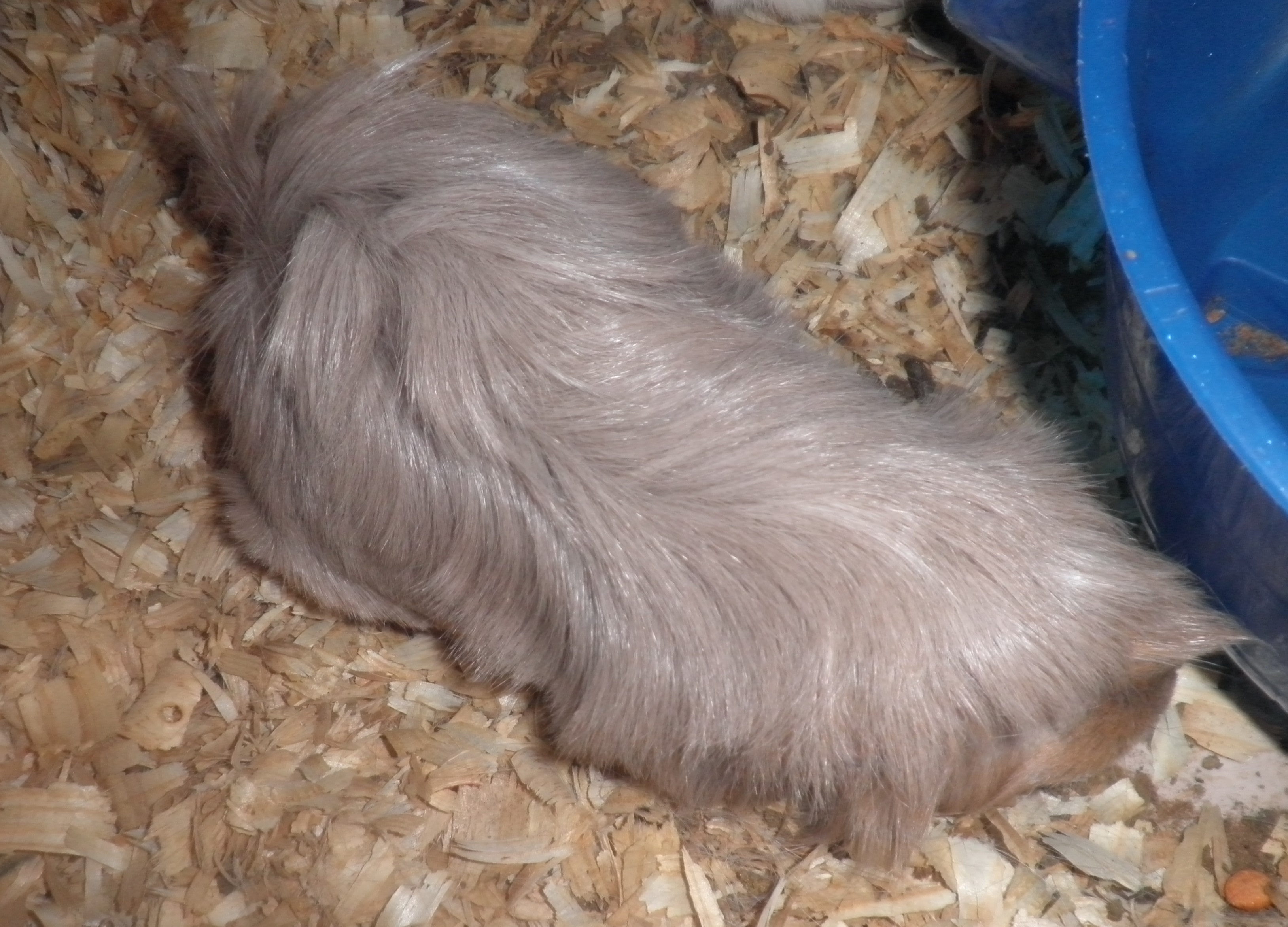 Guinea pig