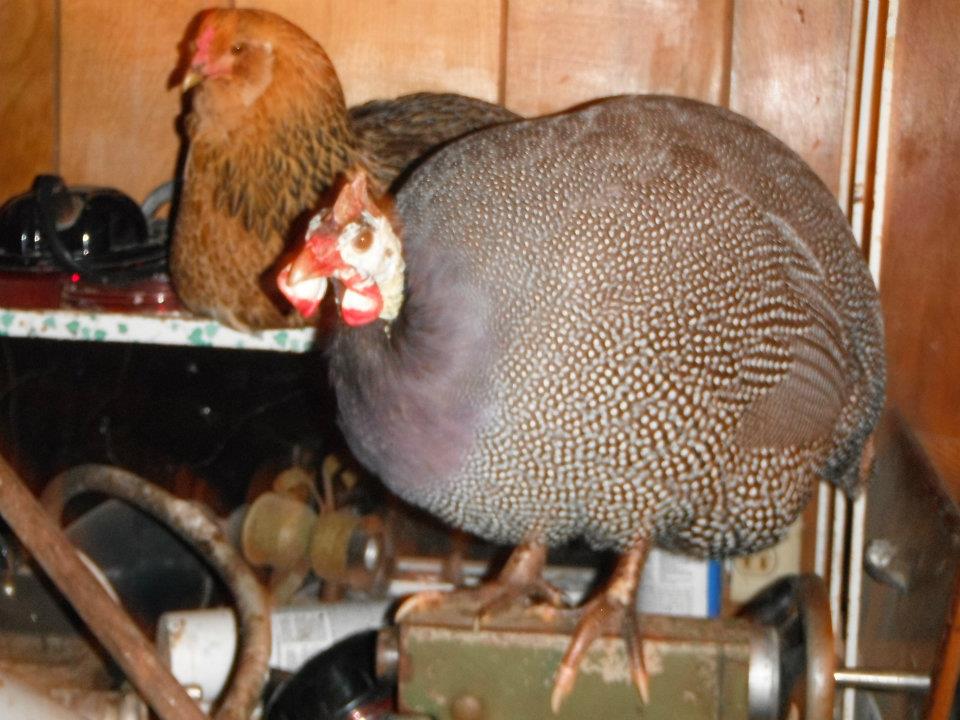 guinea.
