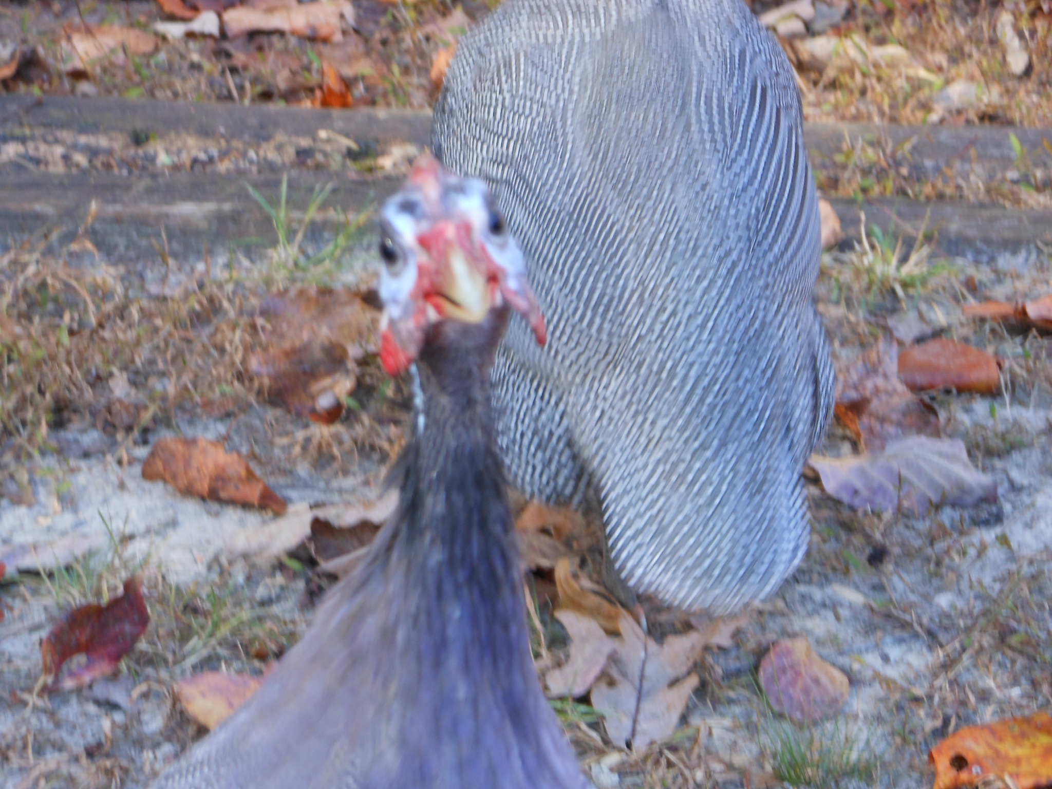 Guinea
