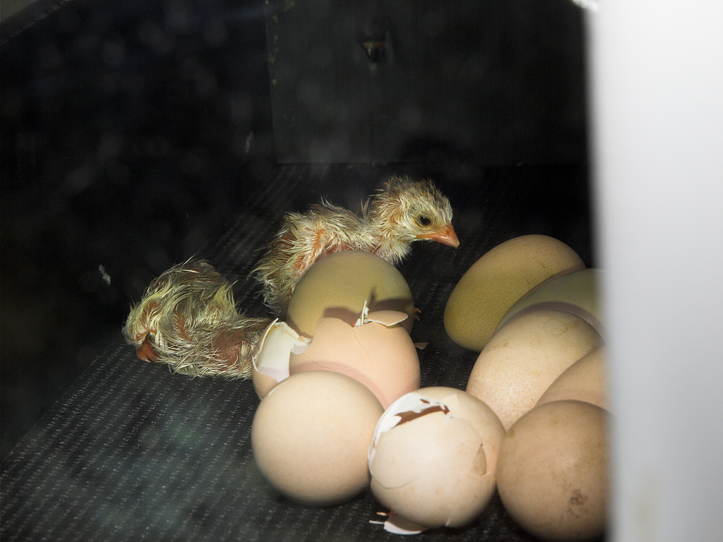 Guinea_keet_X6161299_06-16-2020-001.jpg