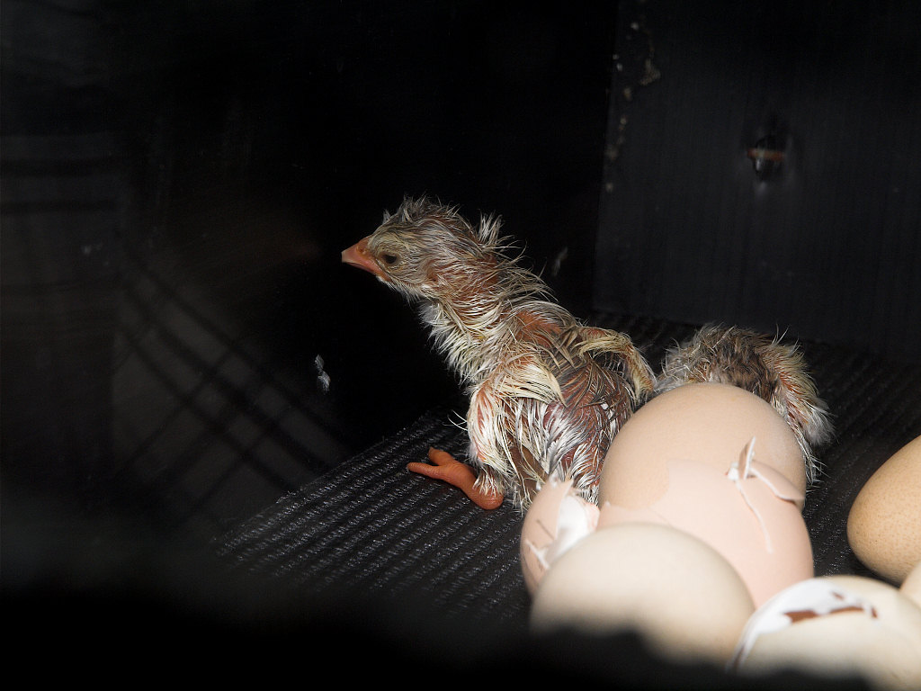 Guinea_keet_X6161304_06-16-2020-001.jpg