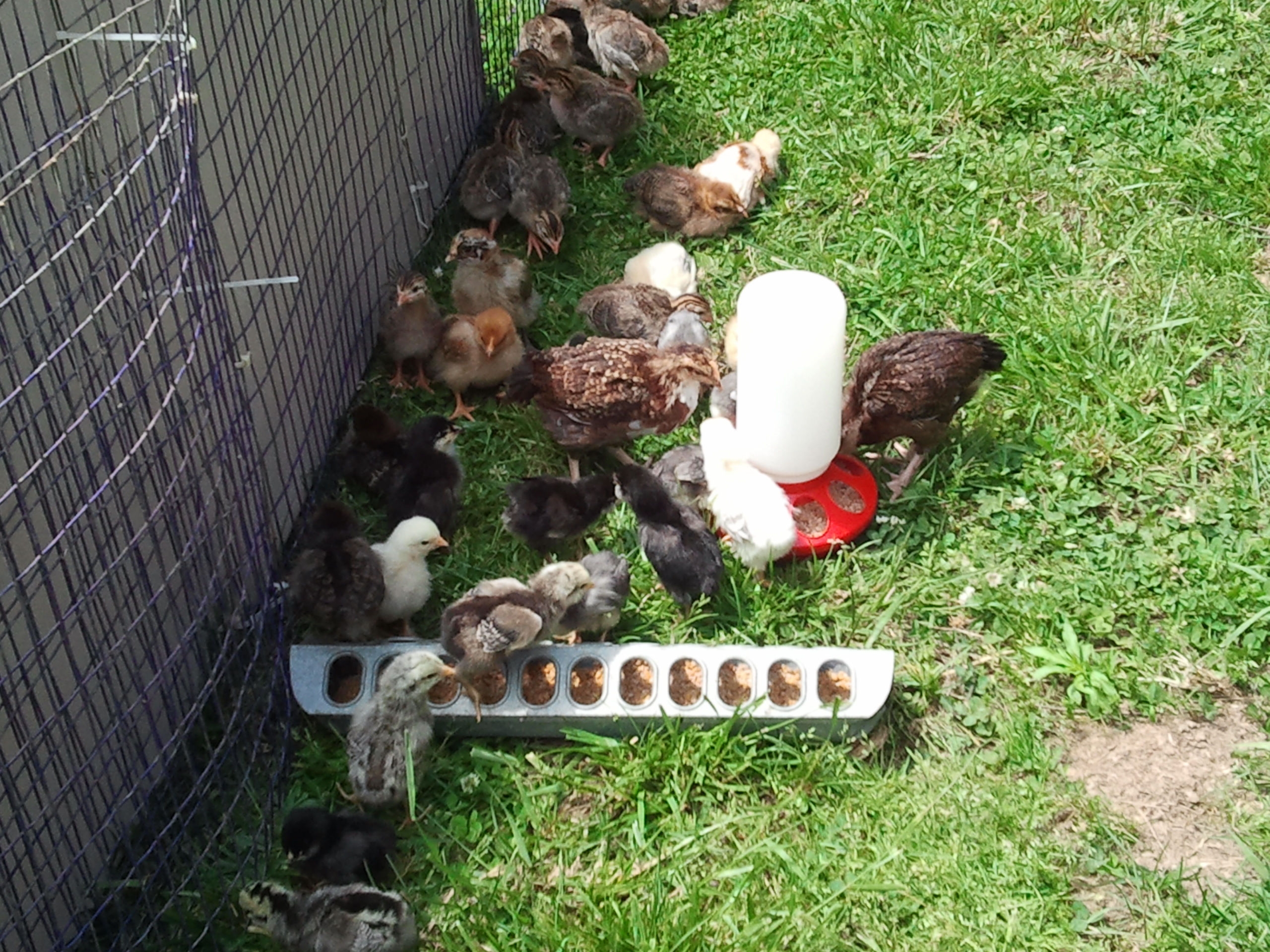 Guineas and chicks exploring