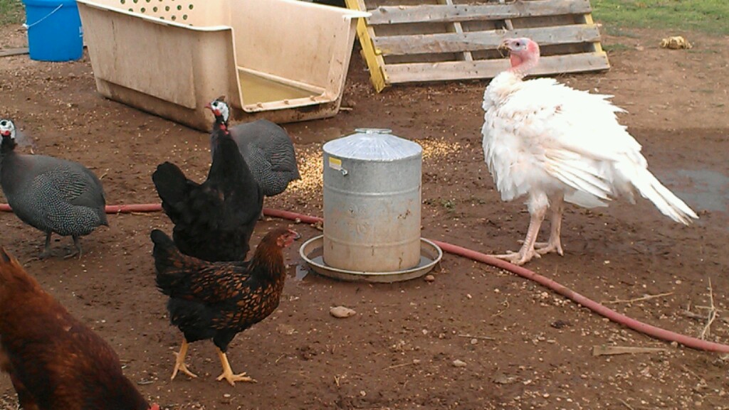 Guineas attempting to chase off Lucky the turkey