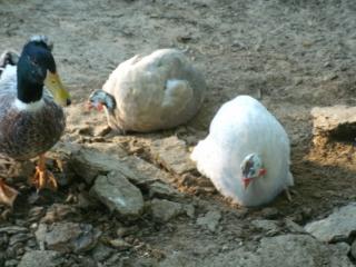 Guineas dust bathing.