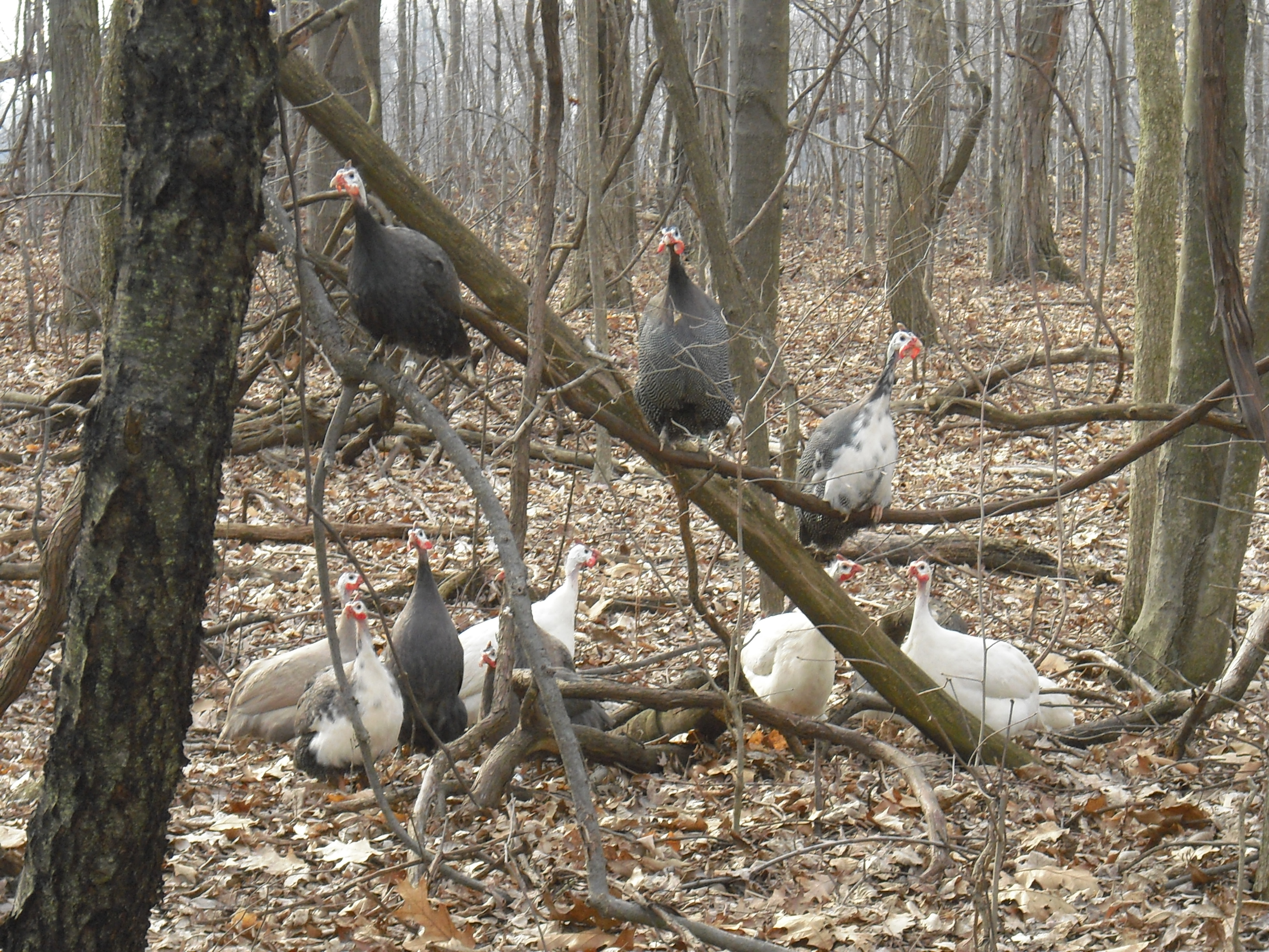 guineas in the woods