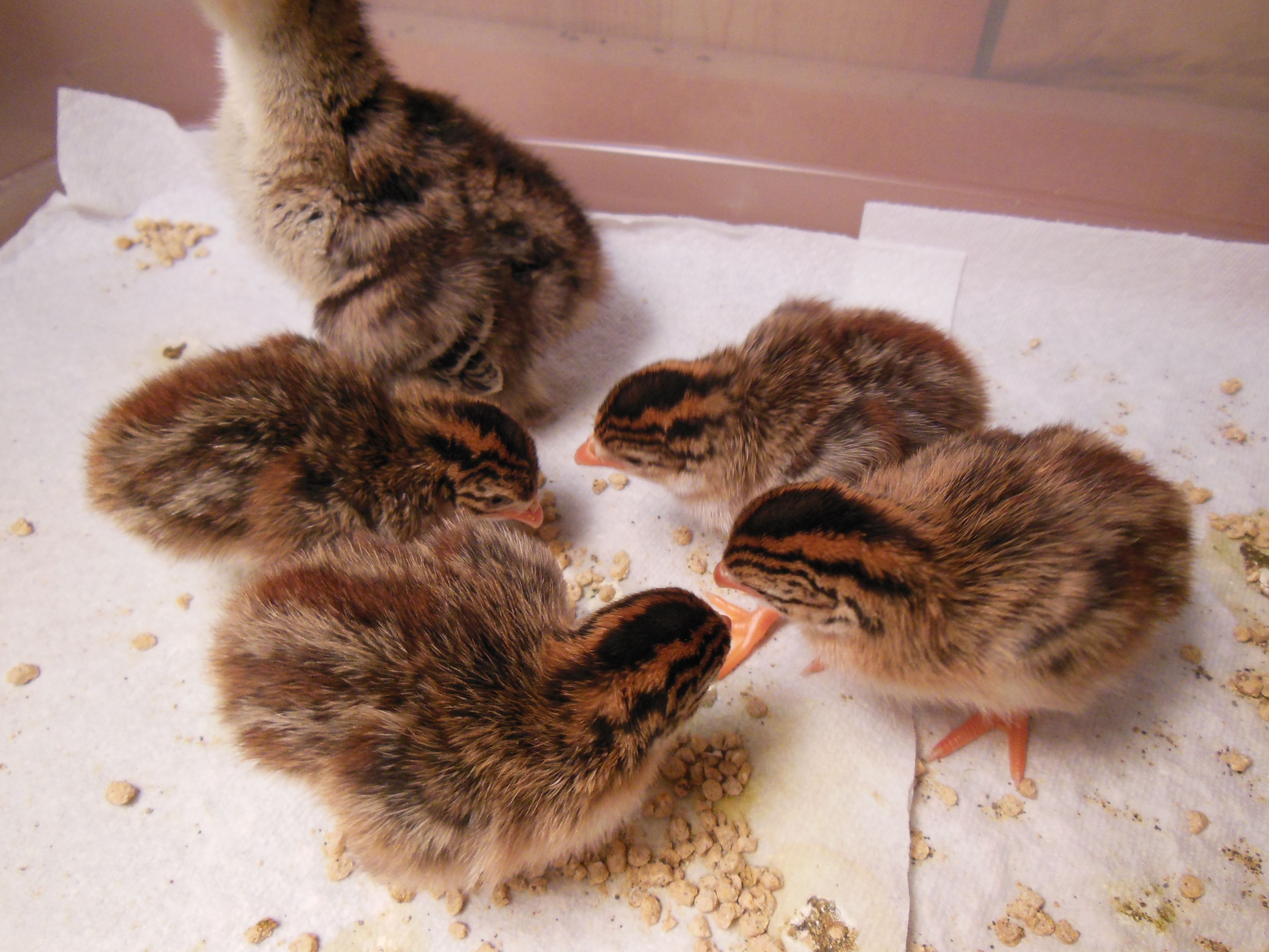 Guineas