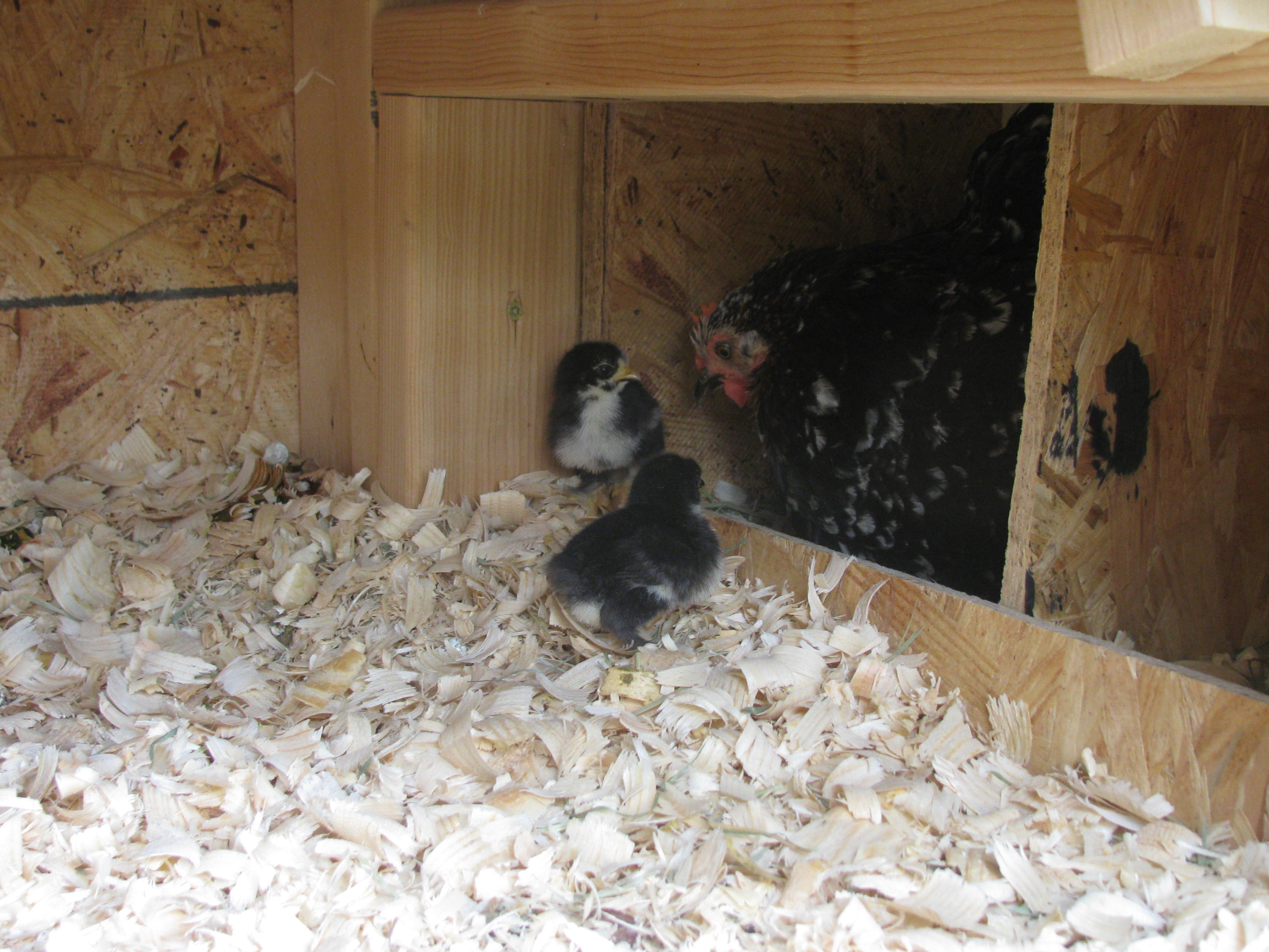 Guinevere and Chicks (7 May 2013)
