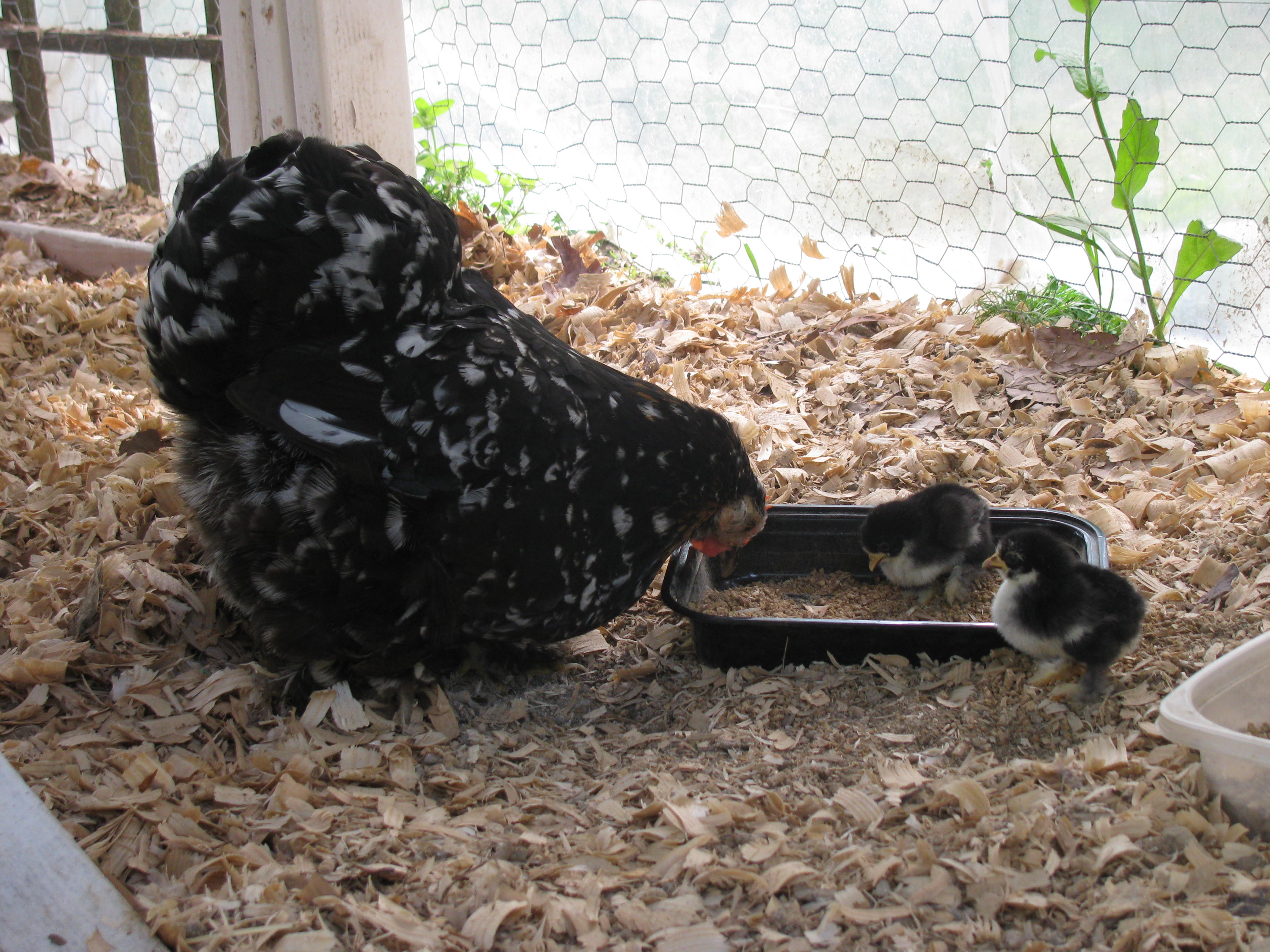 Guinevere with her two chicks (7 May 2013) - Hatched