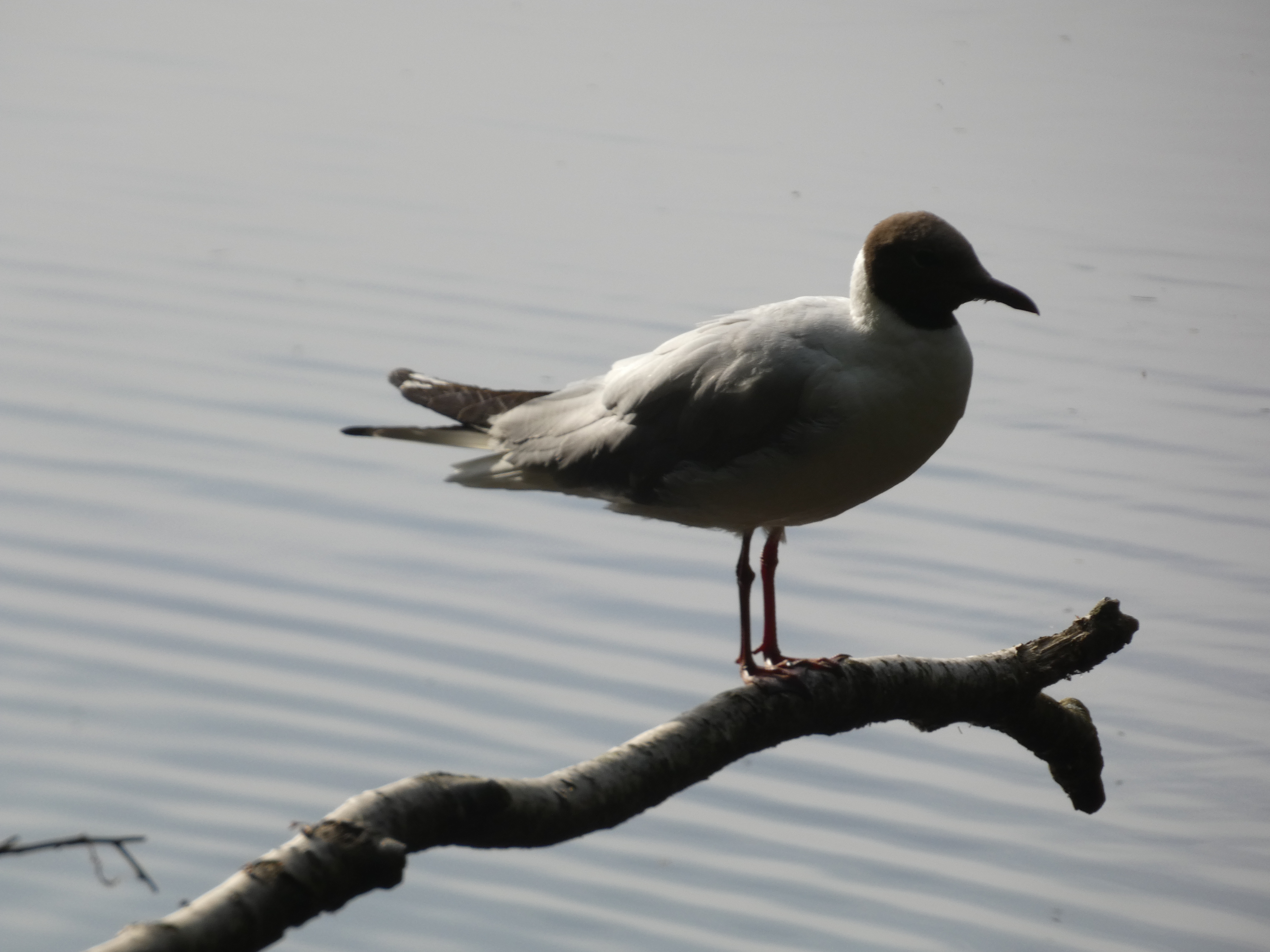Gull