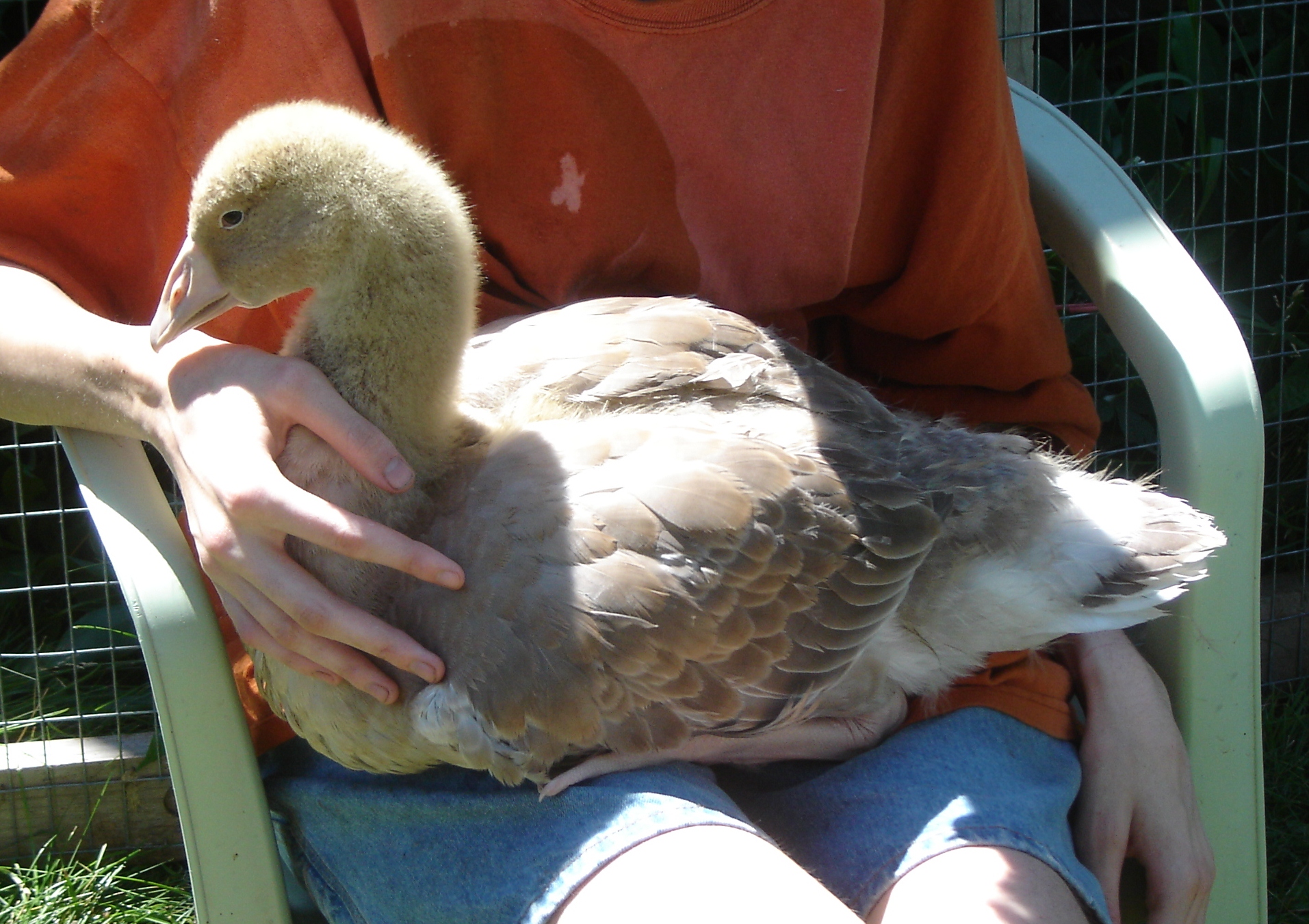 Gulliver grew and grew, but still enjoyed being a lap goose.