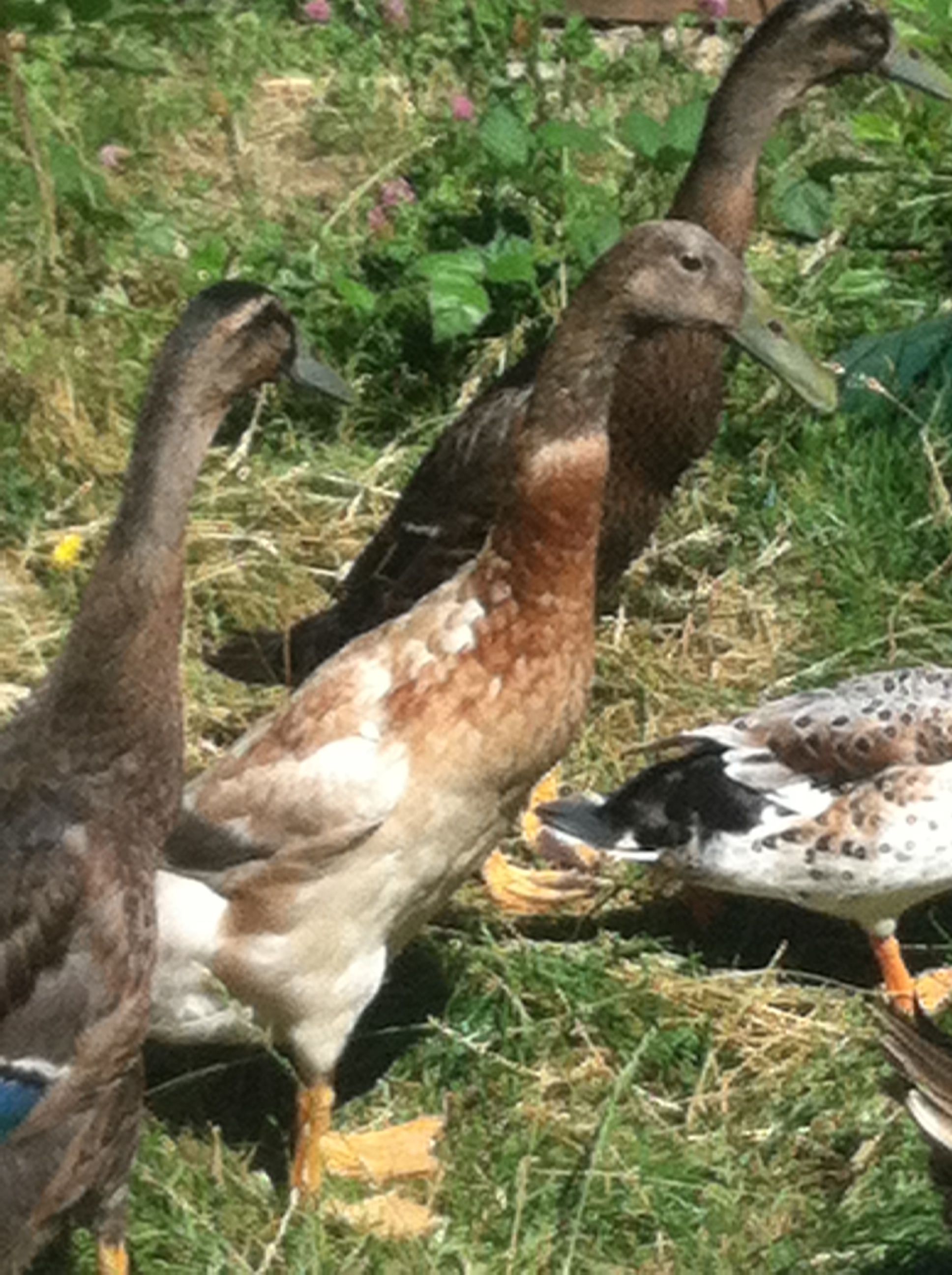 Gunnery sgt duck with his squad, rocky & bullwinkle