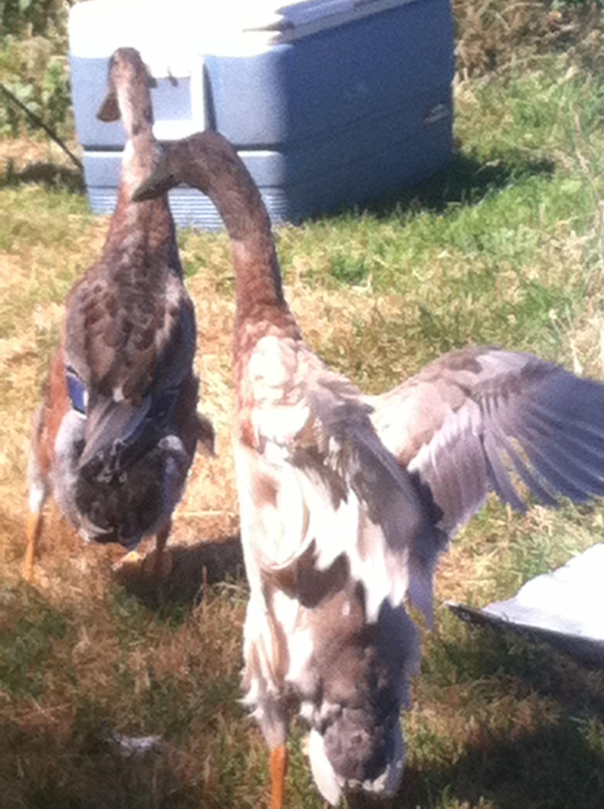 Gunny showing off