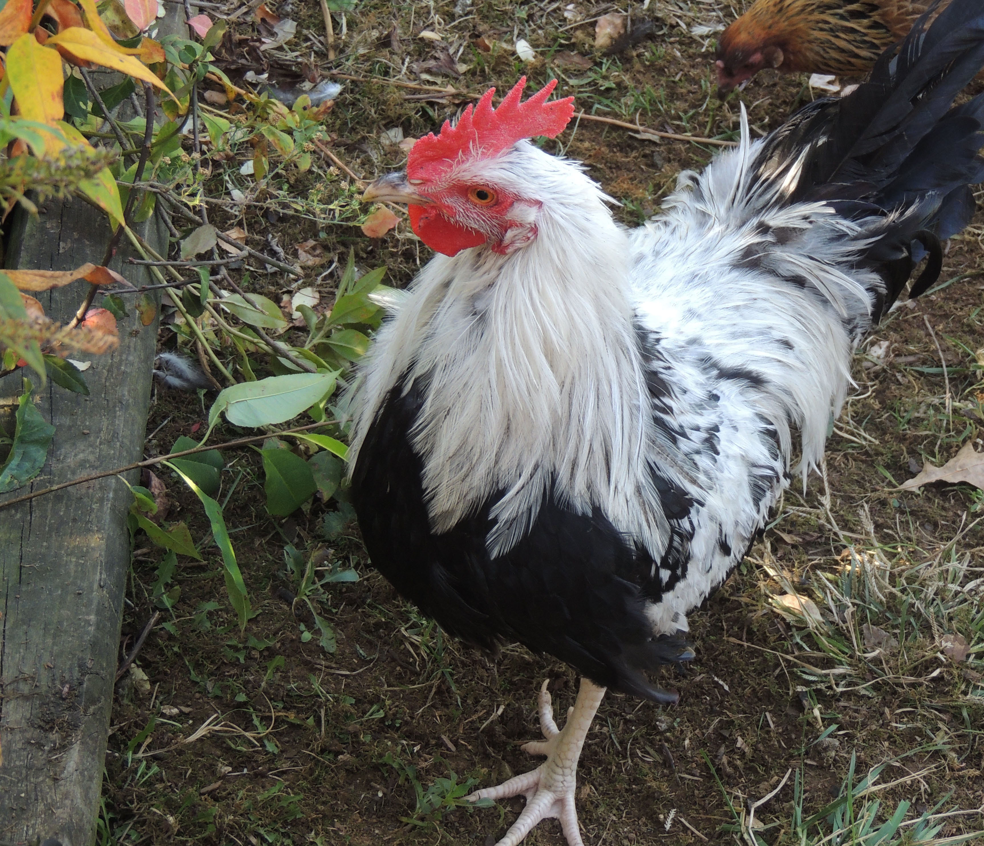 Gus grown up.JPG This is Gus, I did a painting of him as a very young cockeral, I think it may be time for a new painting, he is so pretty!