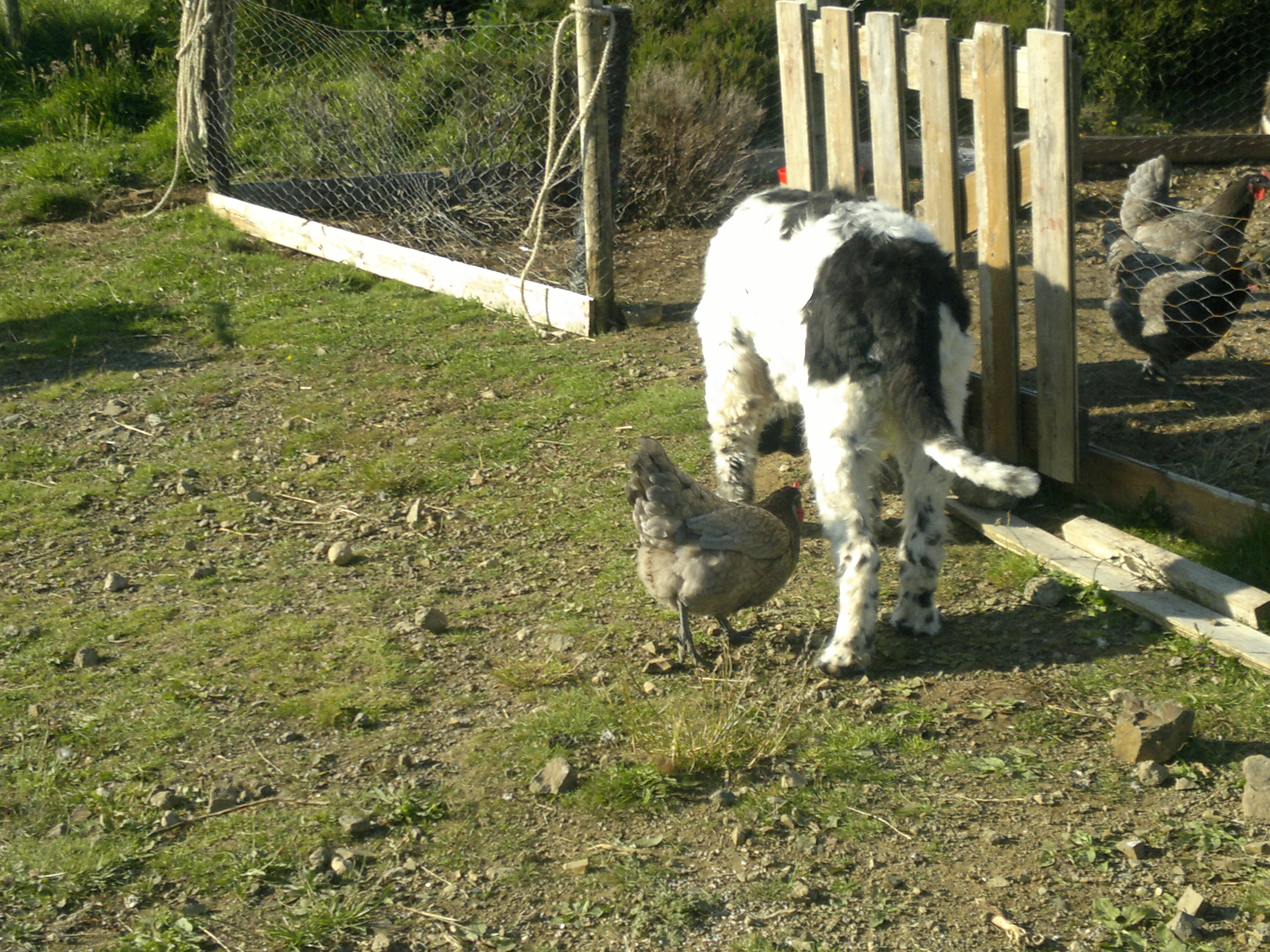 Gus & his chickens