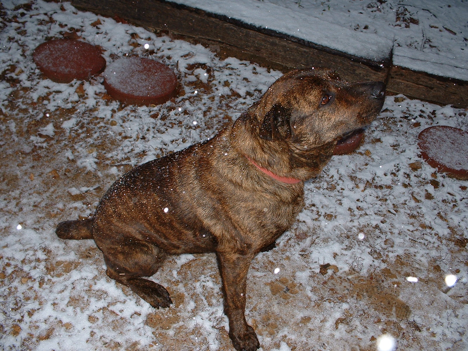 Gus in the snow