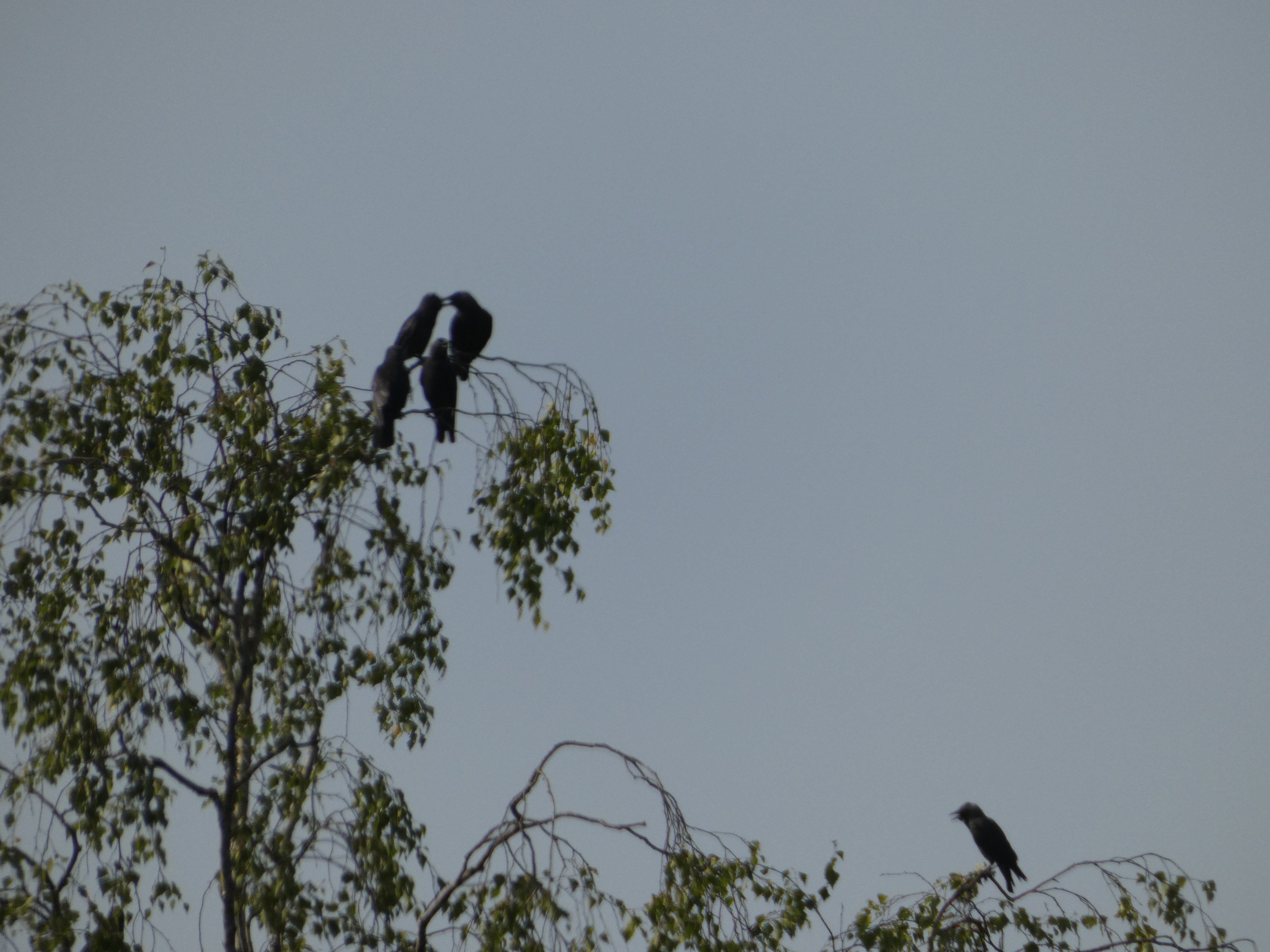Guys what are you doing up there????