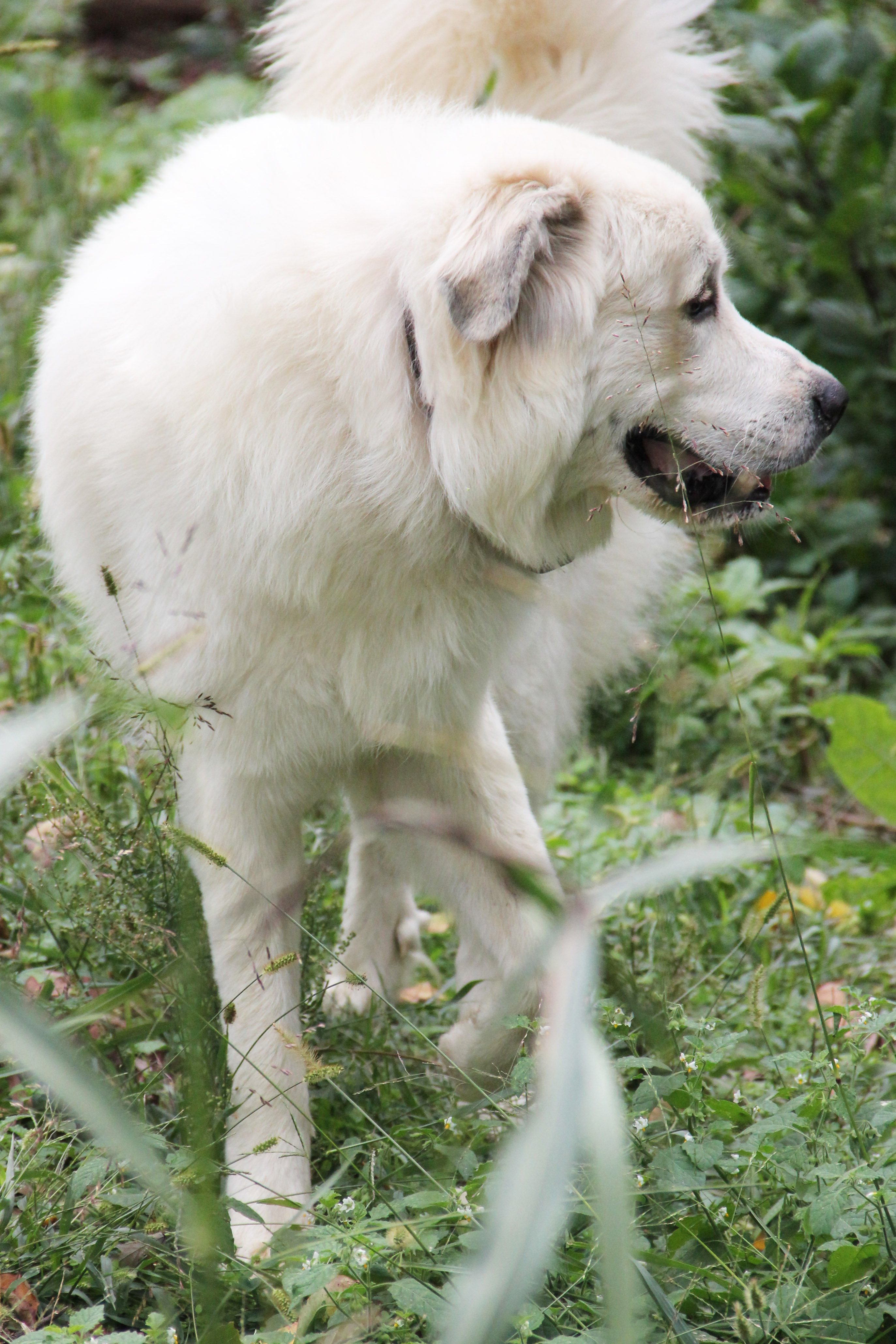 Gwenie the gaurdian.