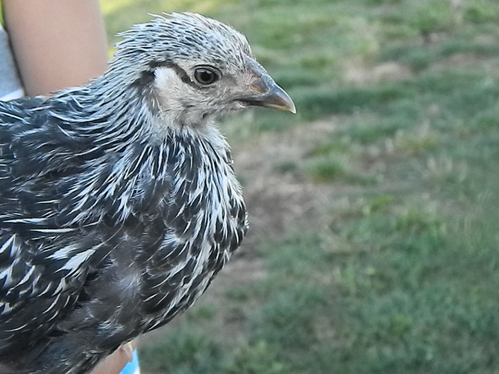 Gypsy, 7 weeks old